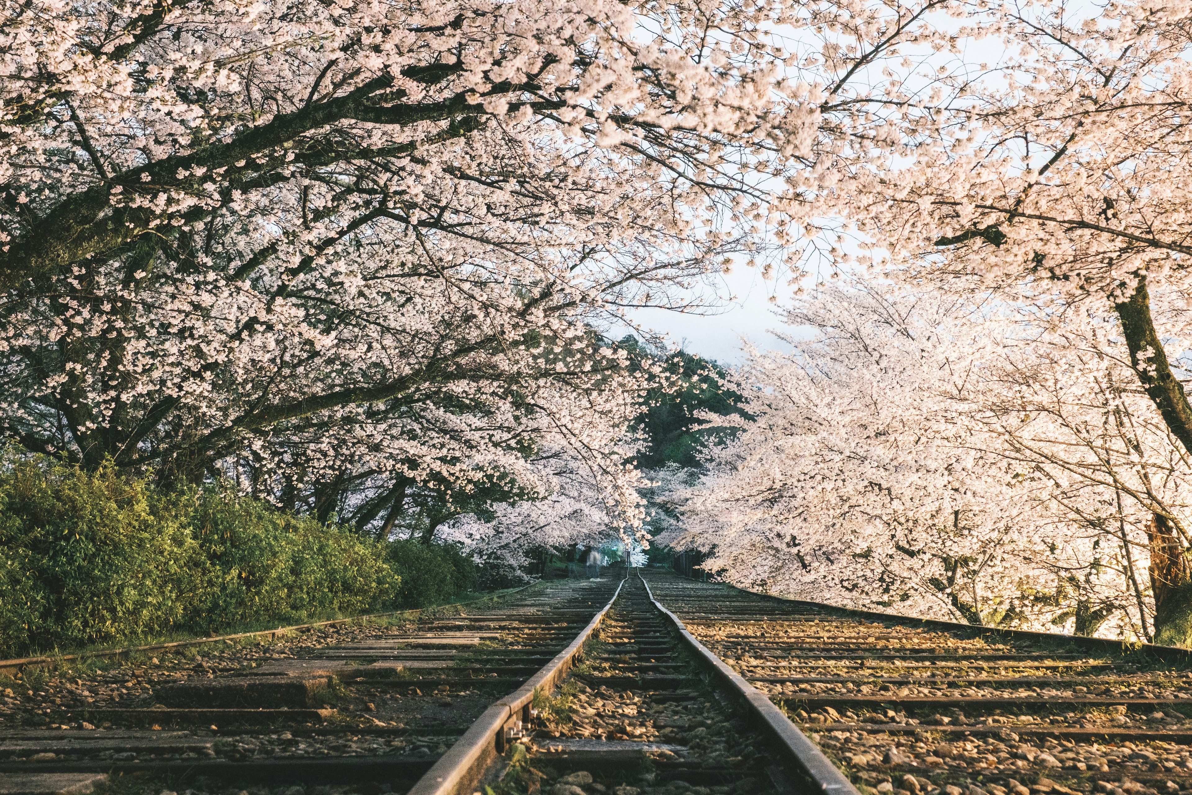 桜の木に囲まれた鉄道の風景