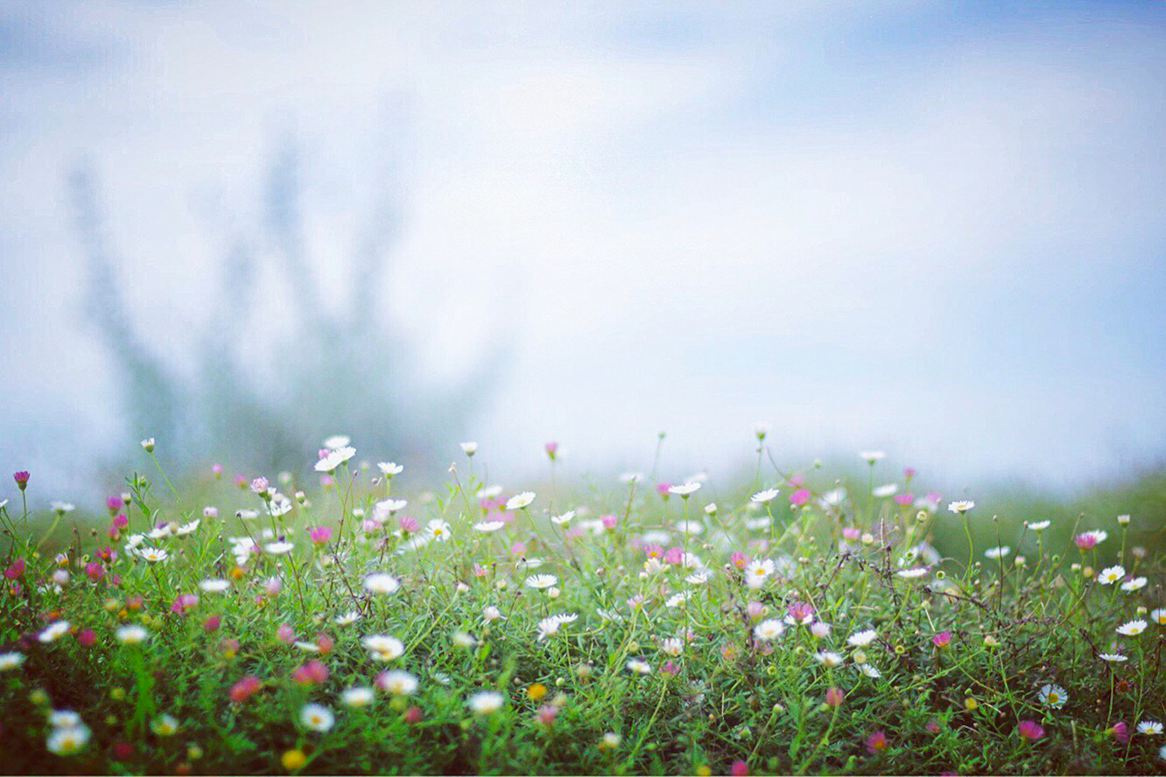 青空の下に咲く色とりどりの花々の風景