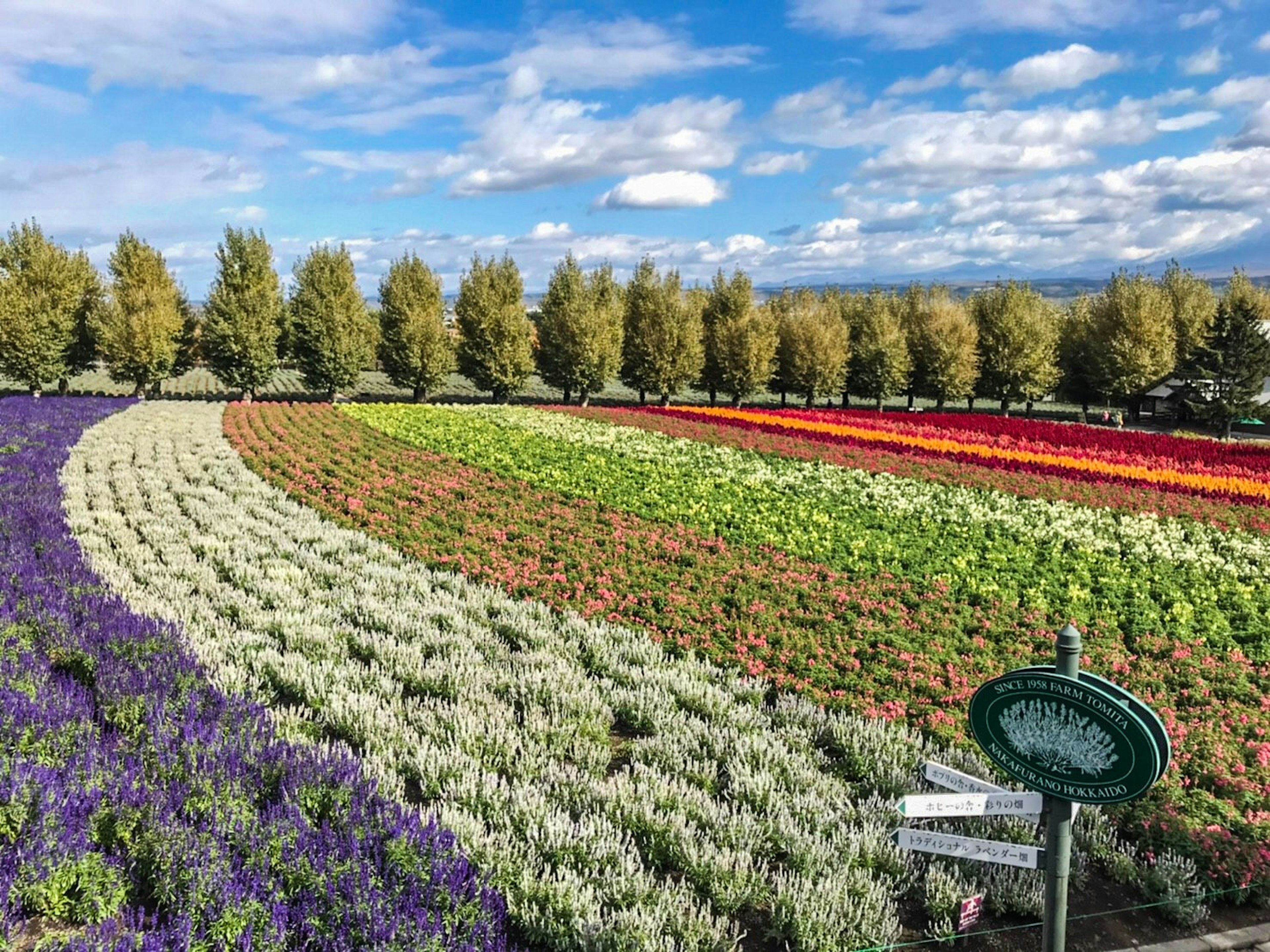 Champs de fleurs colorés sous un ciel bleu