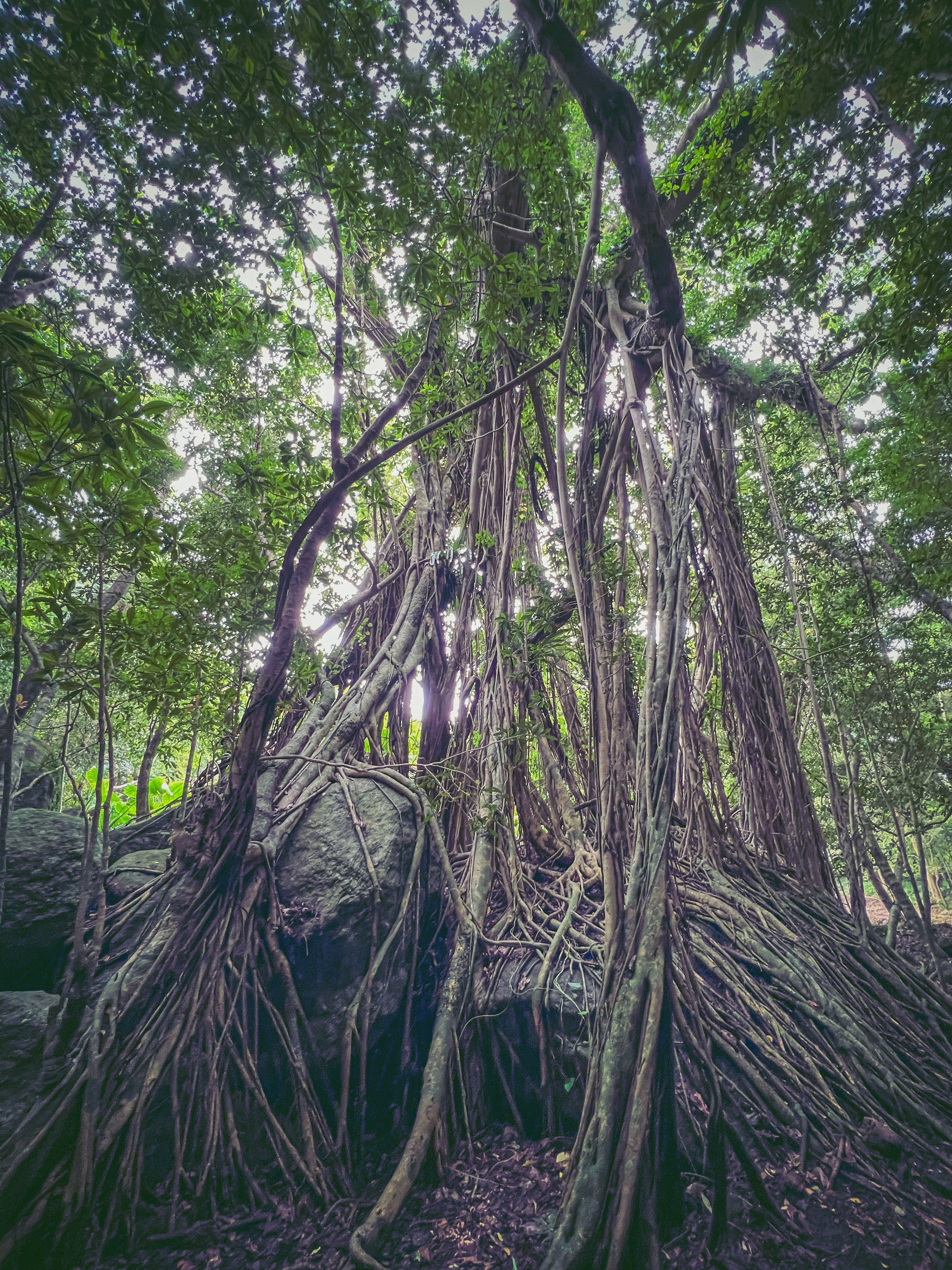 Estructura de árbol intrincada con raíces entrelazadas en un bosque exuberante