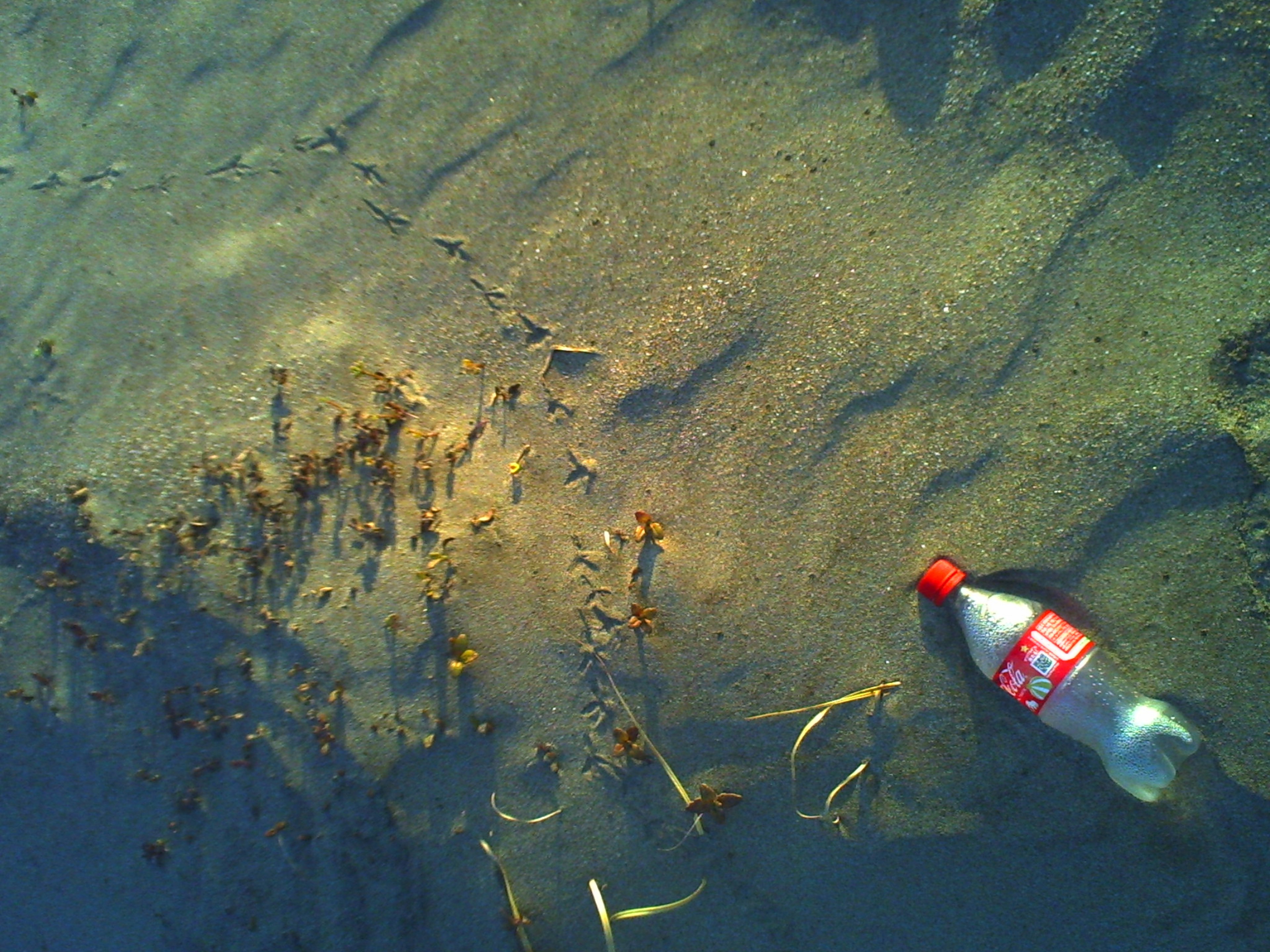 A Coca-Cola bottle lying on the sand with seaweed nearby