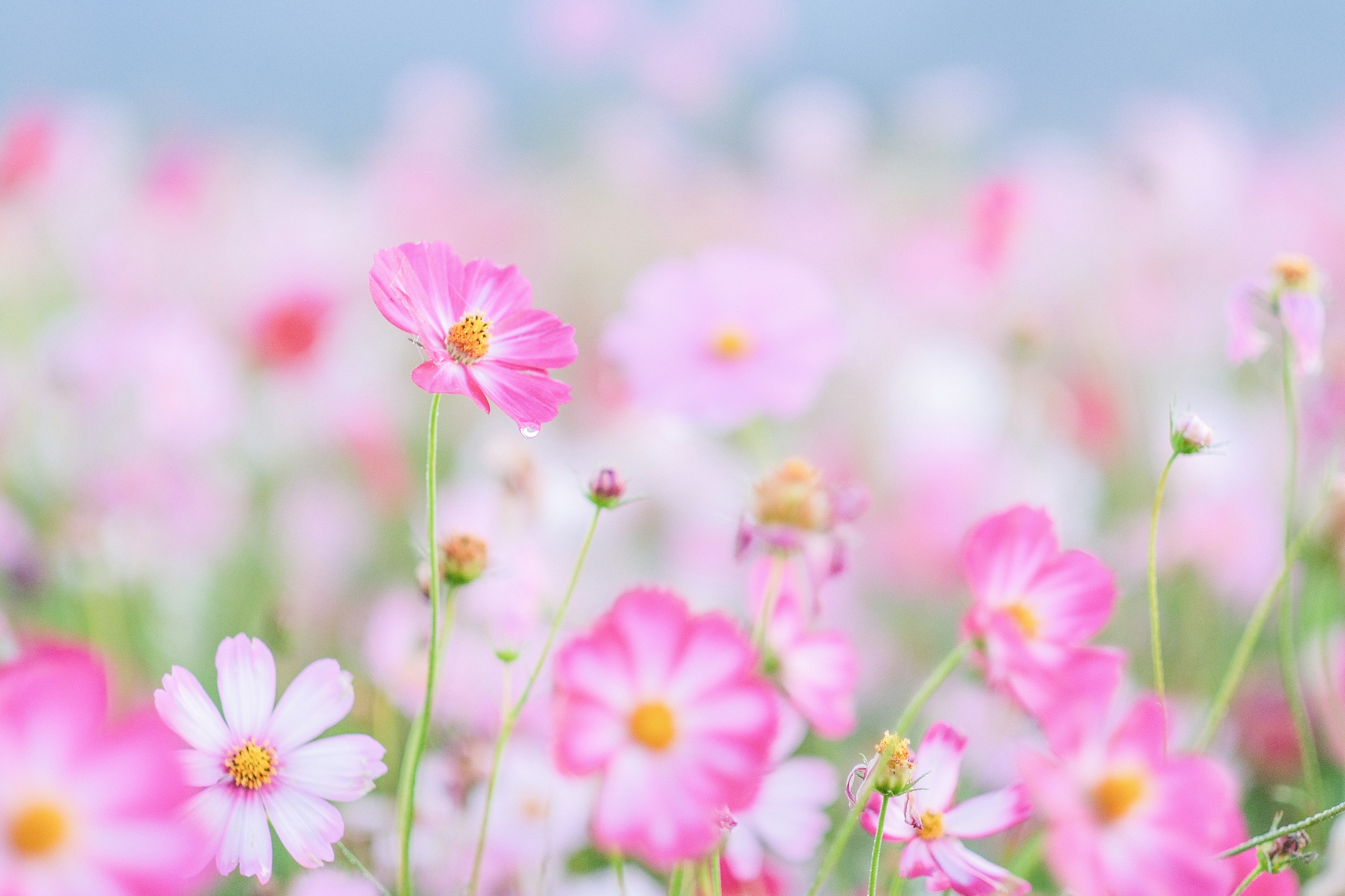 A beautiful flower field with delicate pink flowers in bloom