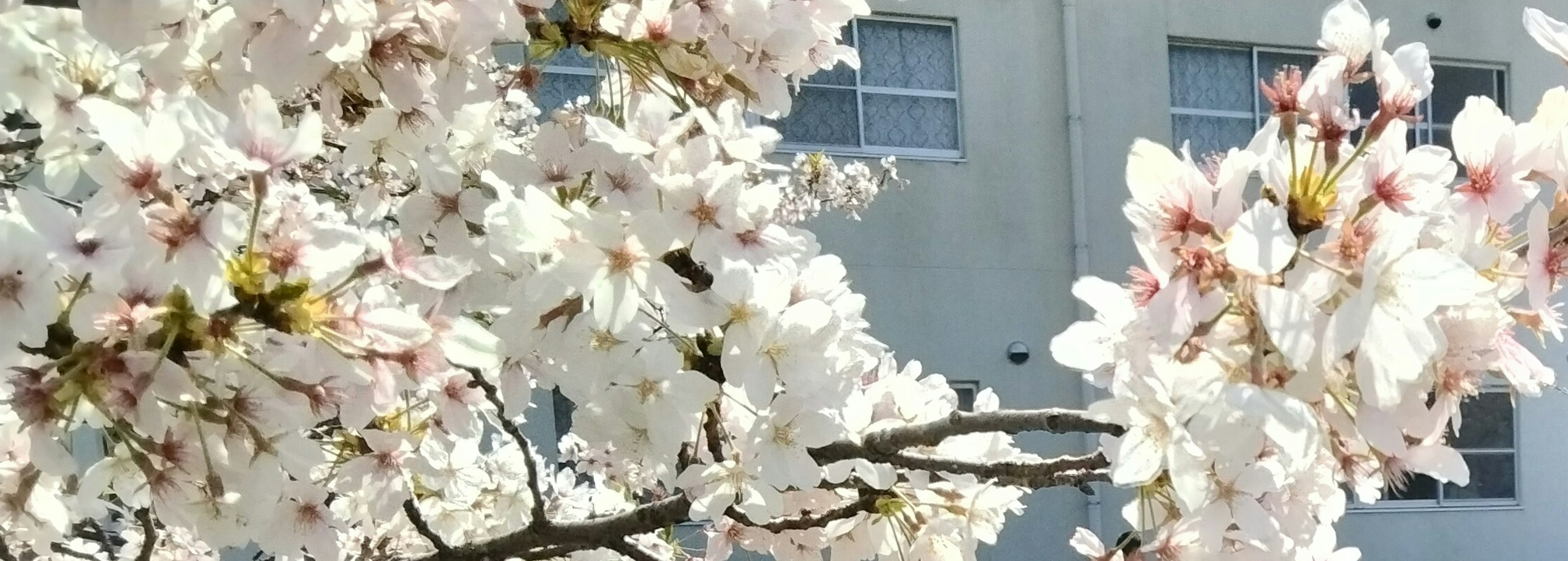 Close-up of cherry blossoms on a branch with a building in the background