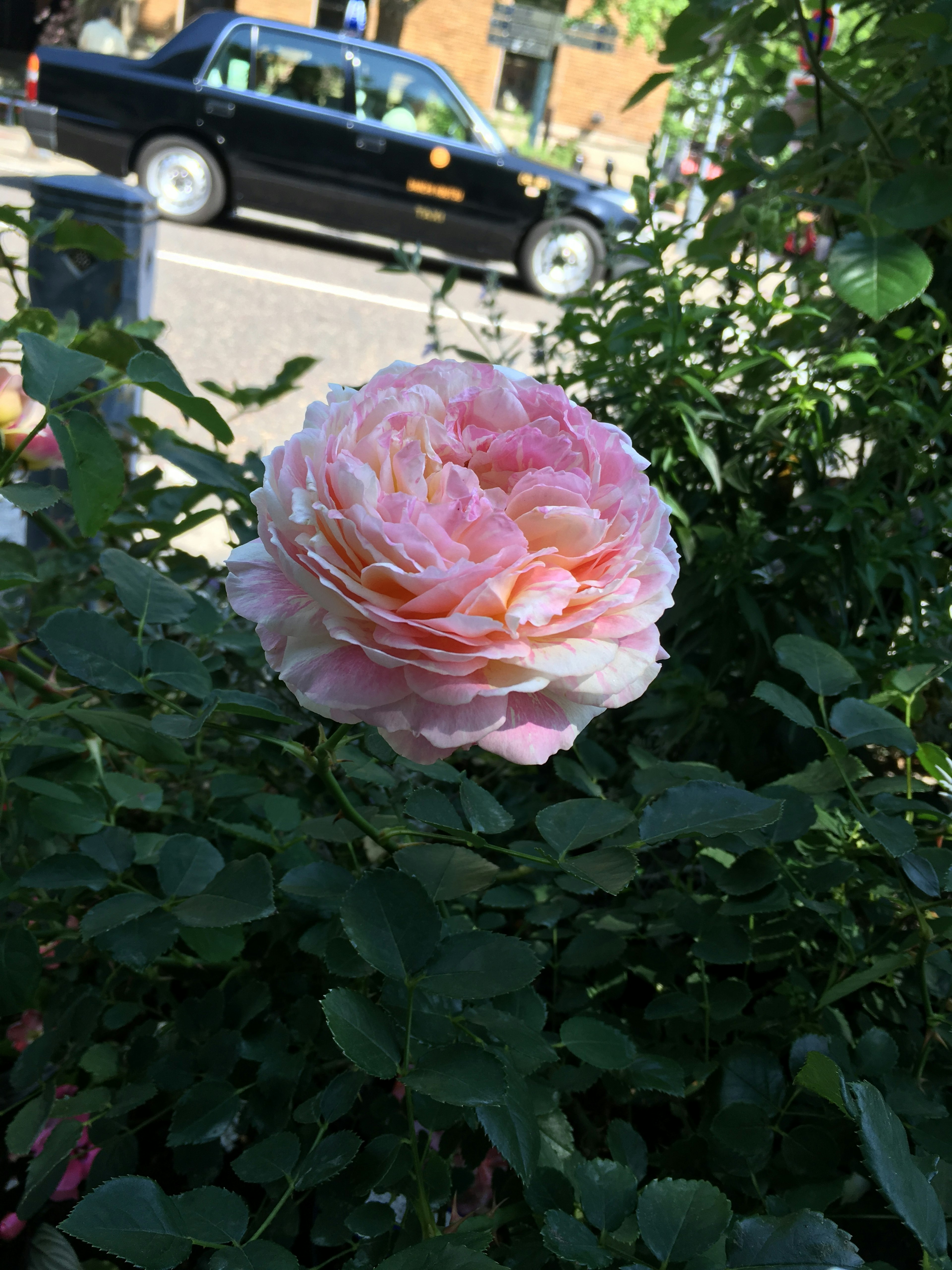 Una hermosa rosa rosa floreciendo entre el follaje verde