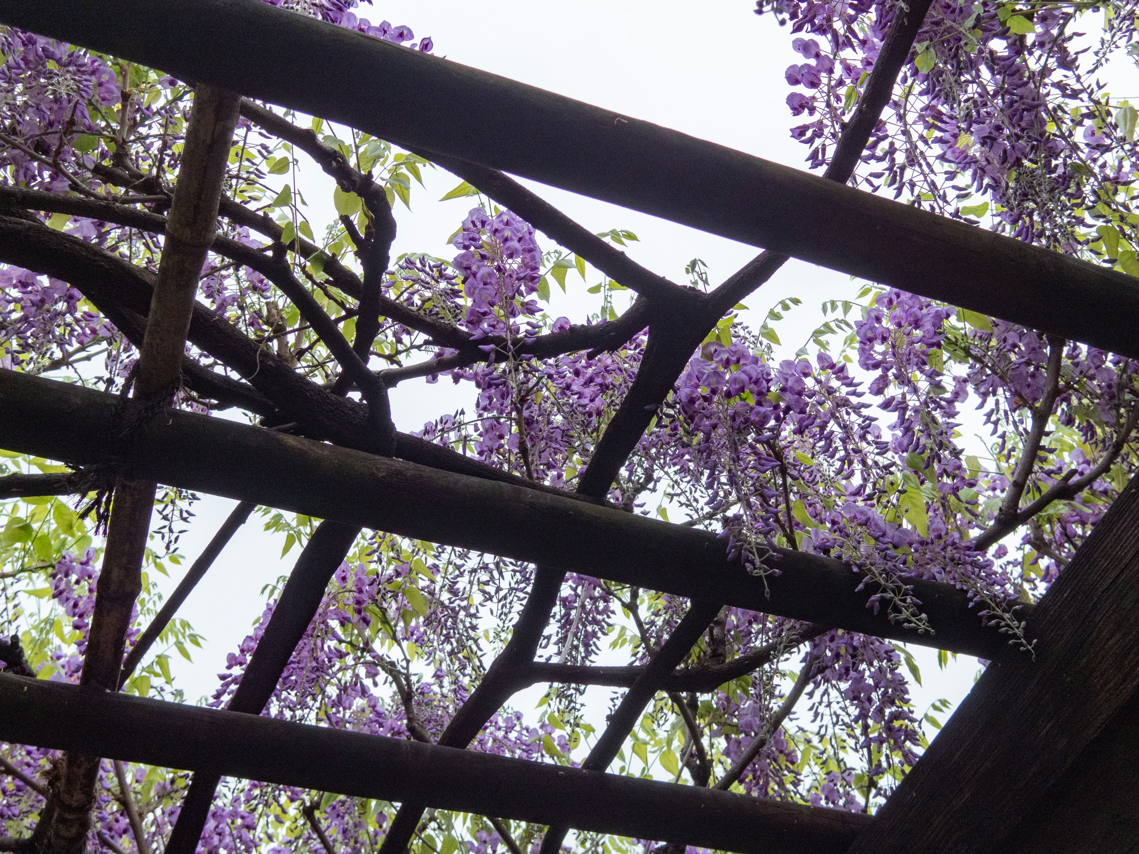 Vista da sotto una pergola in legno con fiori di glicine viola