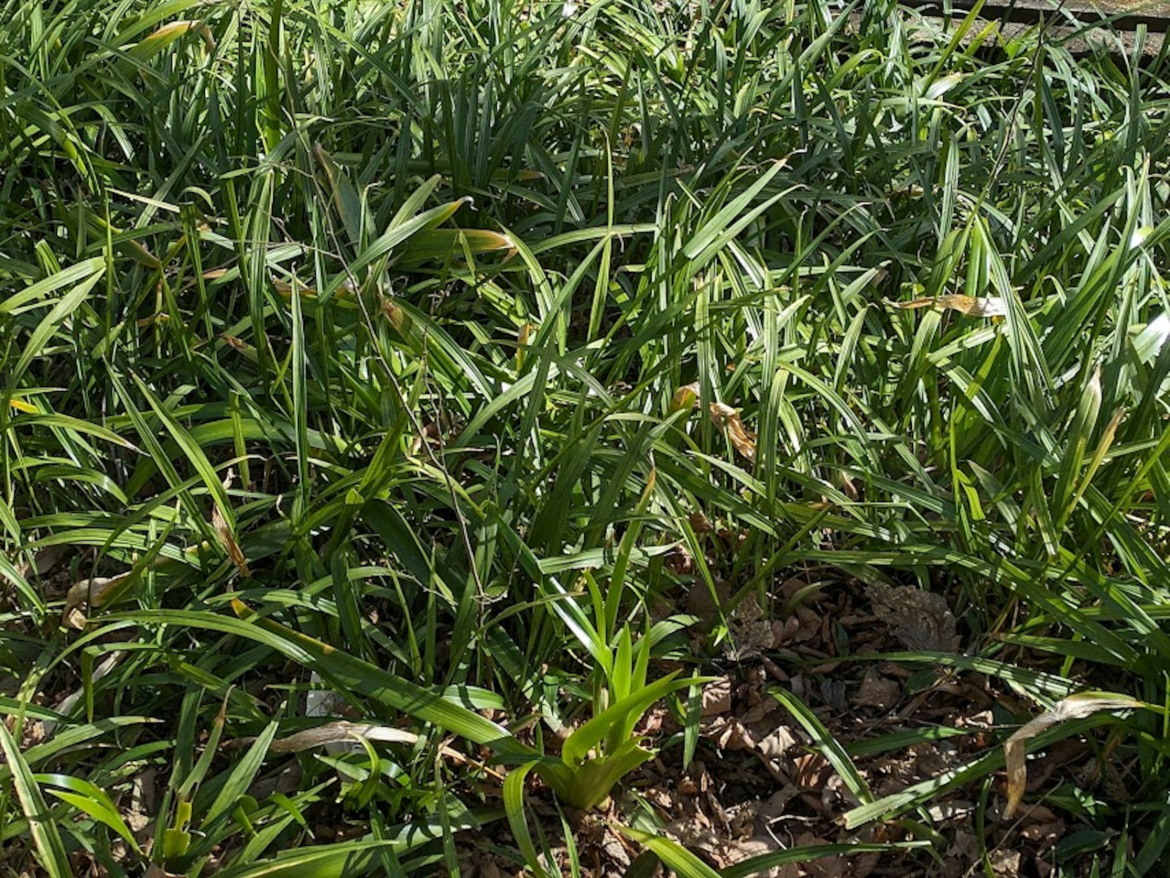 Erba verde densa che copre il terreno con diverse forme di foglie