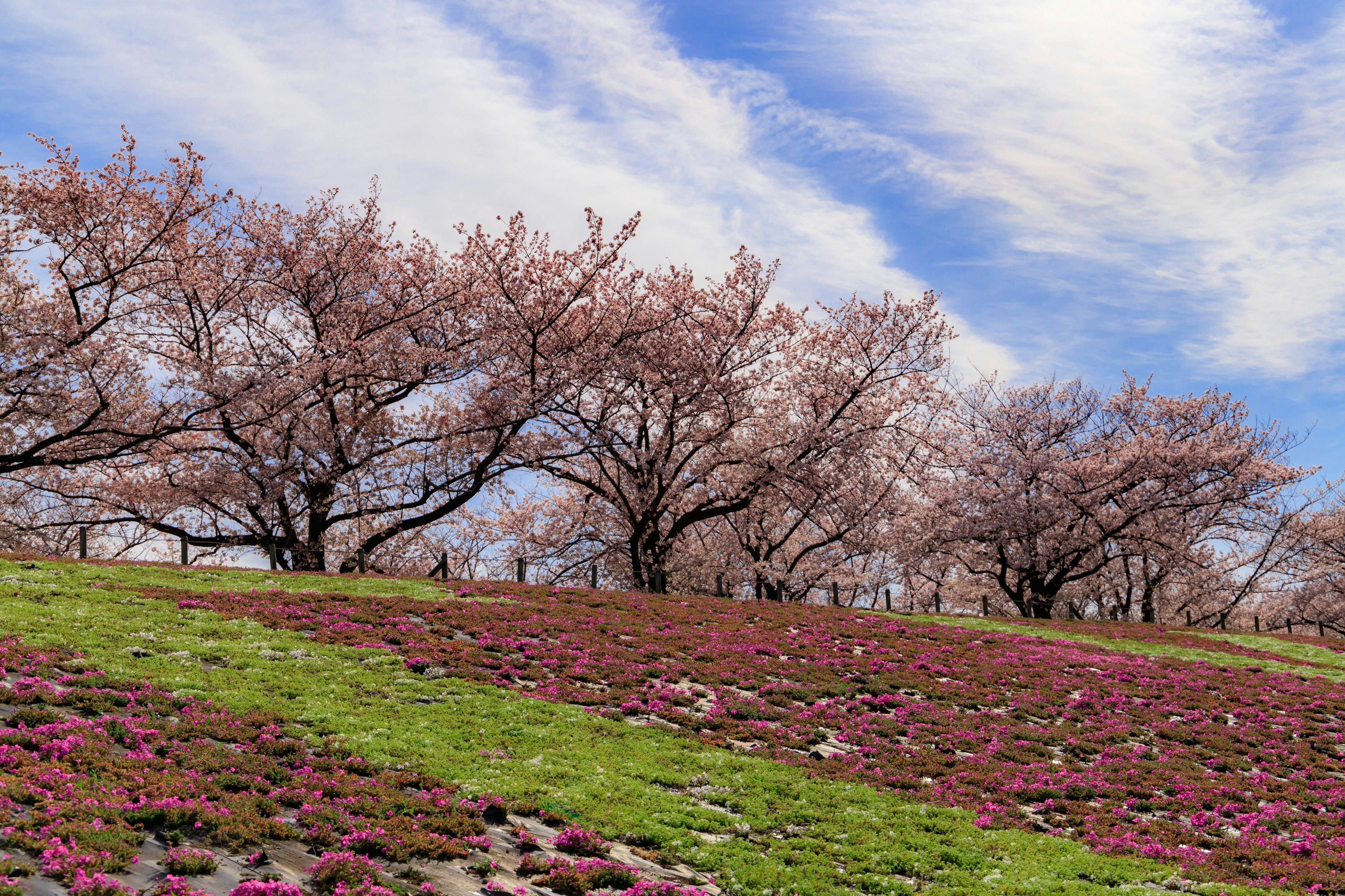 Paesaggio primaverile con alberi di ciliegio in fiore e fiori colorati su una collina