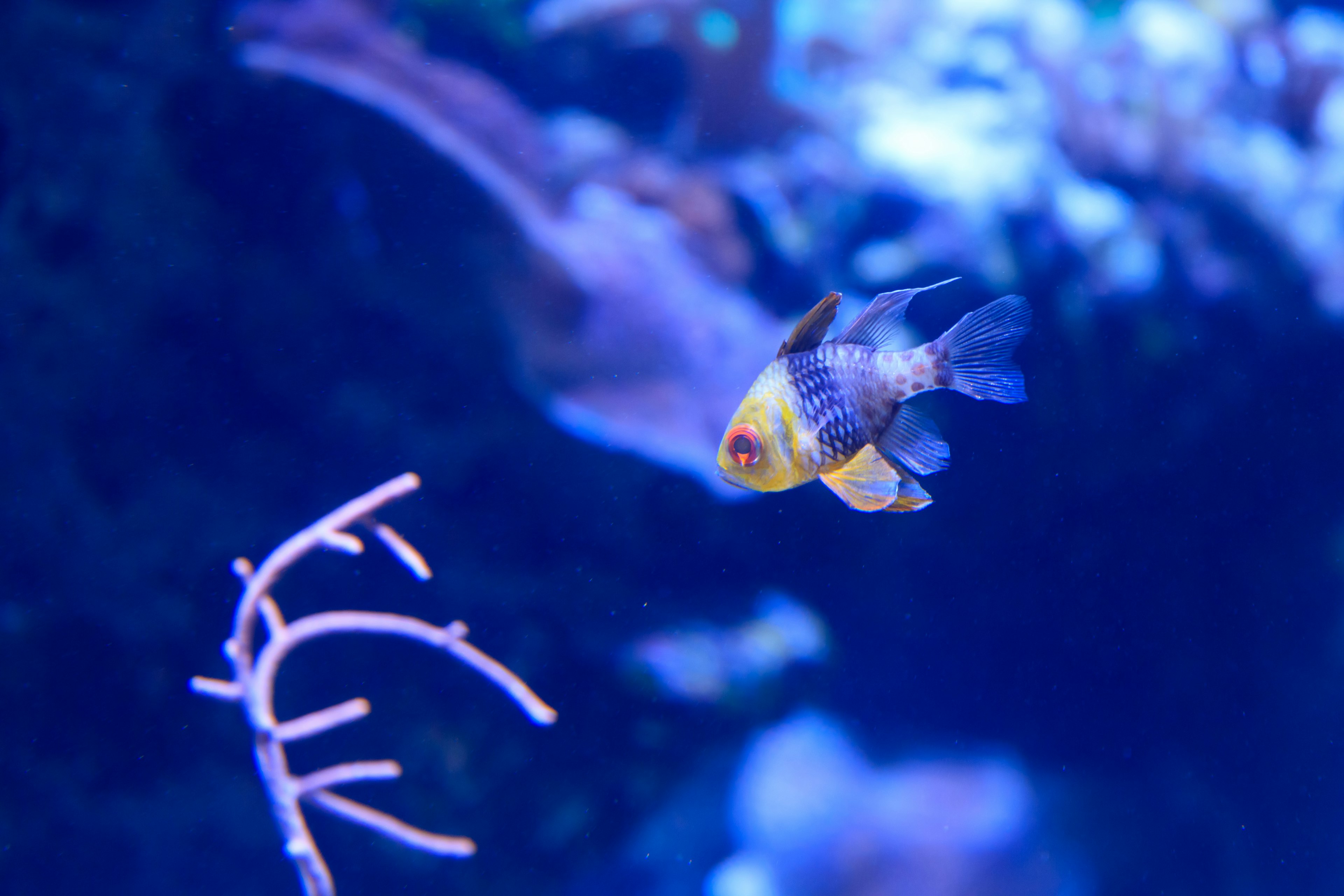 A fish swimming in blue water with a piece of white coral