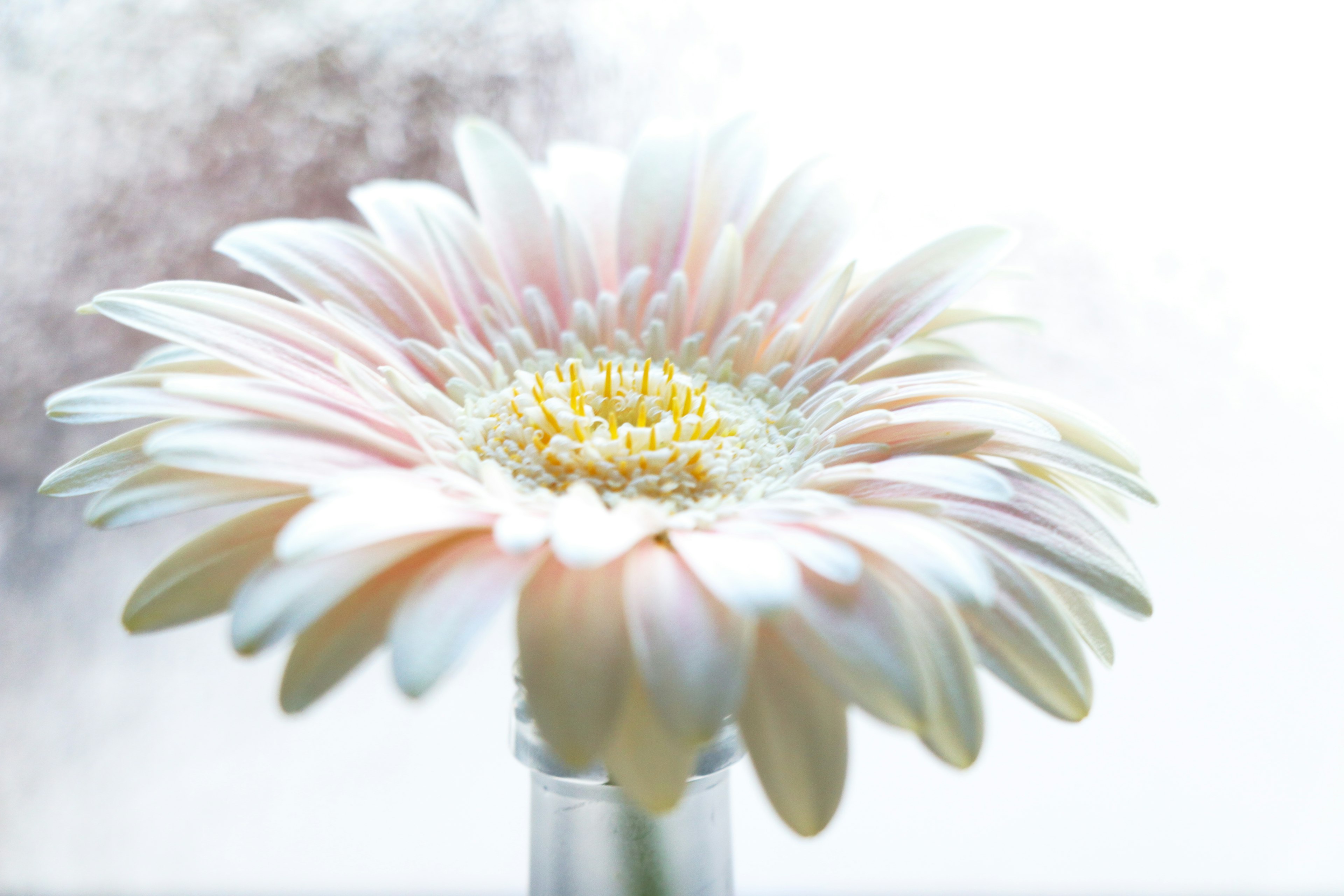 Un fiore di gerbera di colore pallido in un vaso