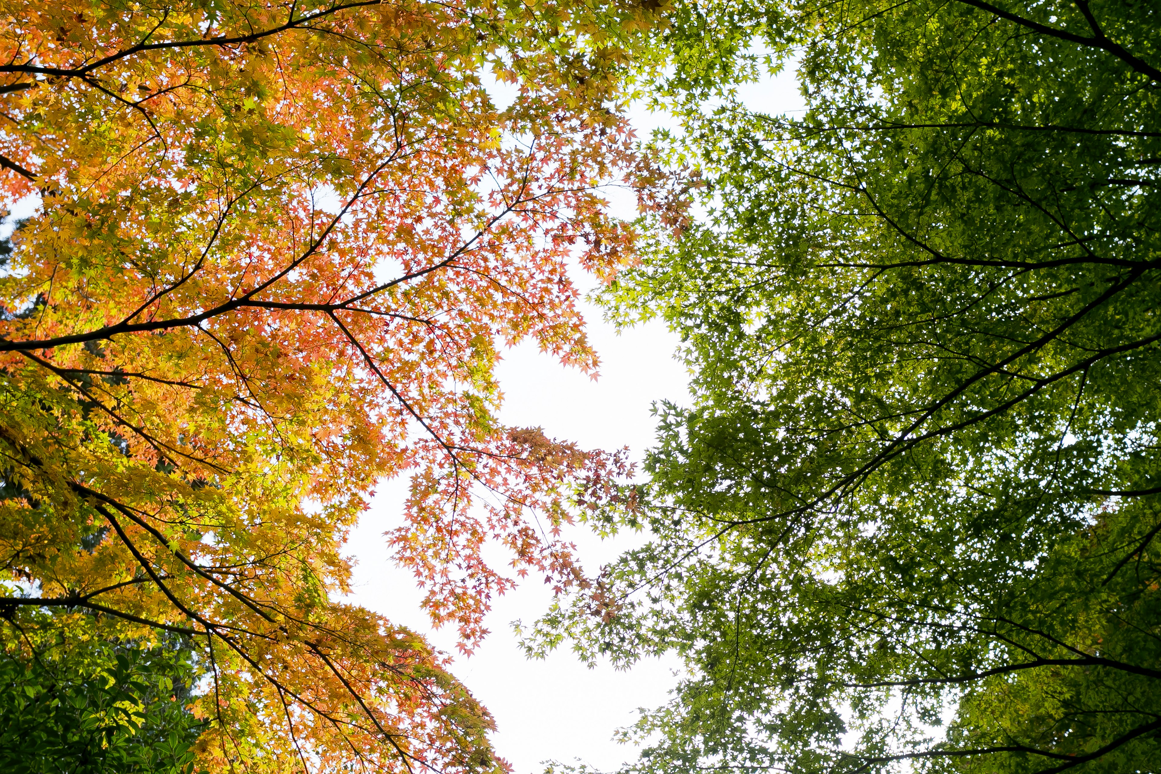 Herbstlaub mit lebhaften orangefarbenen und grünen Blättern oben