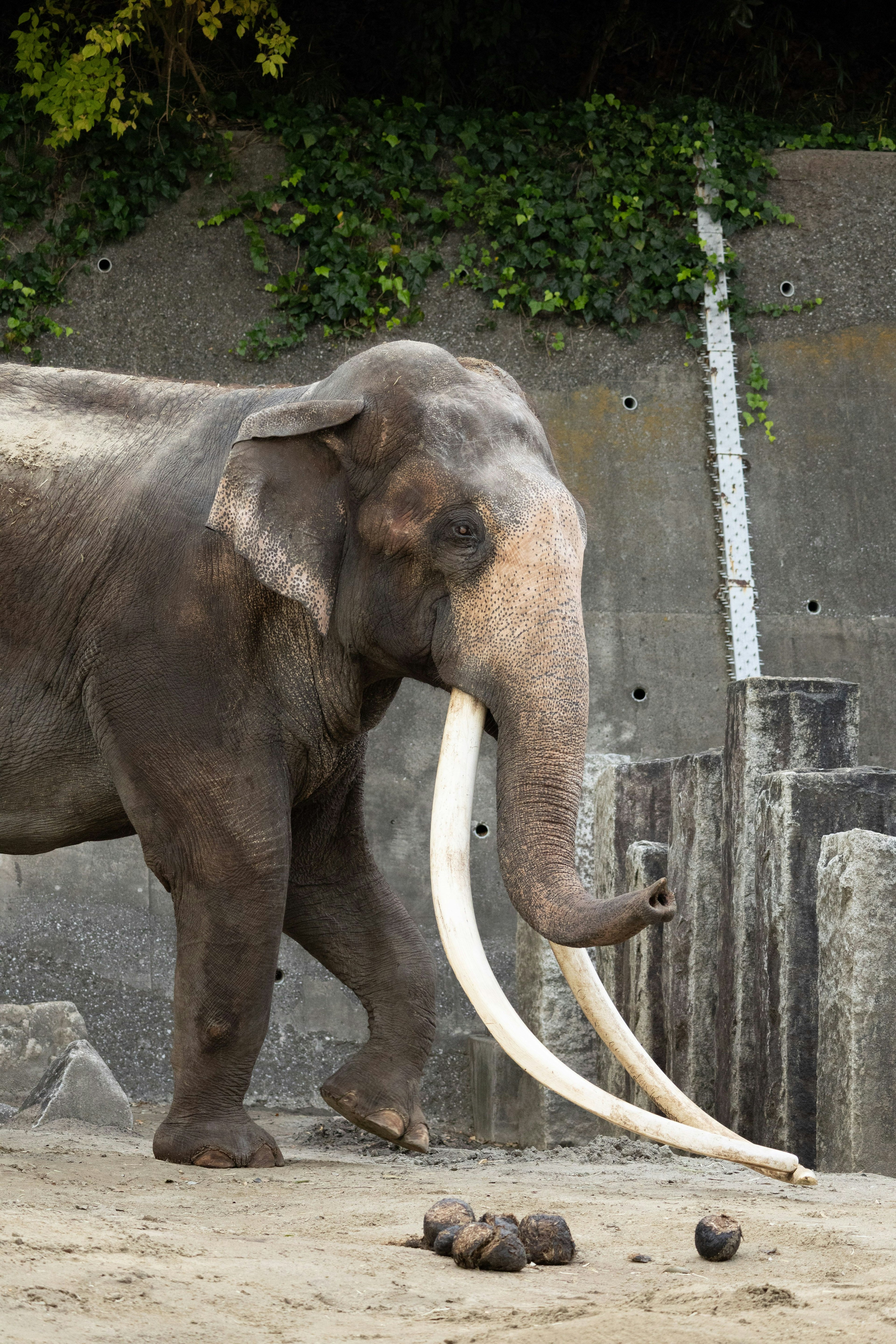 Un grande elefante con zanne prominenti in uno zoo