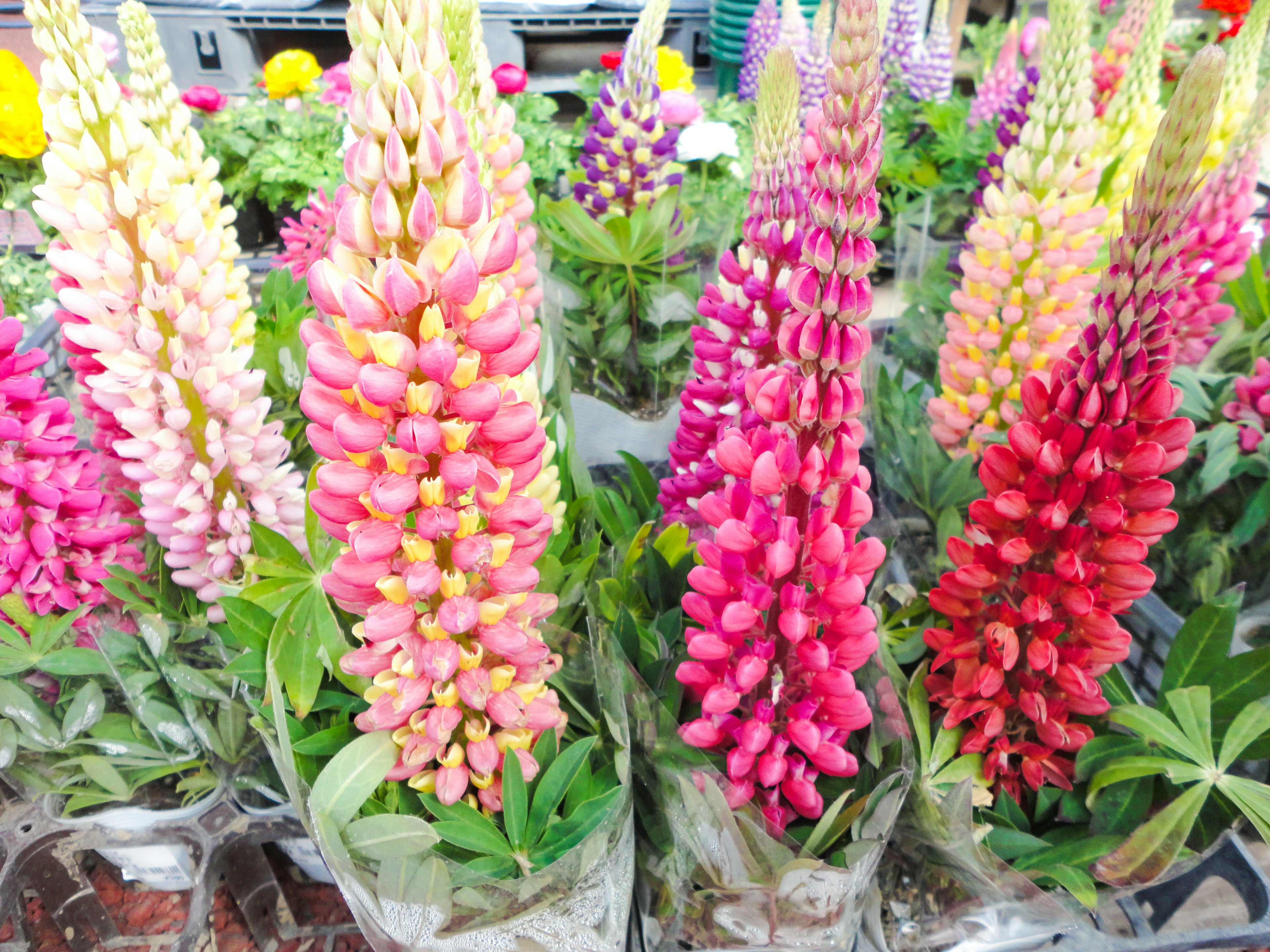 Mazzetti colorati di fiori di lupino disposti in un negozio di fiori