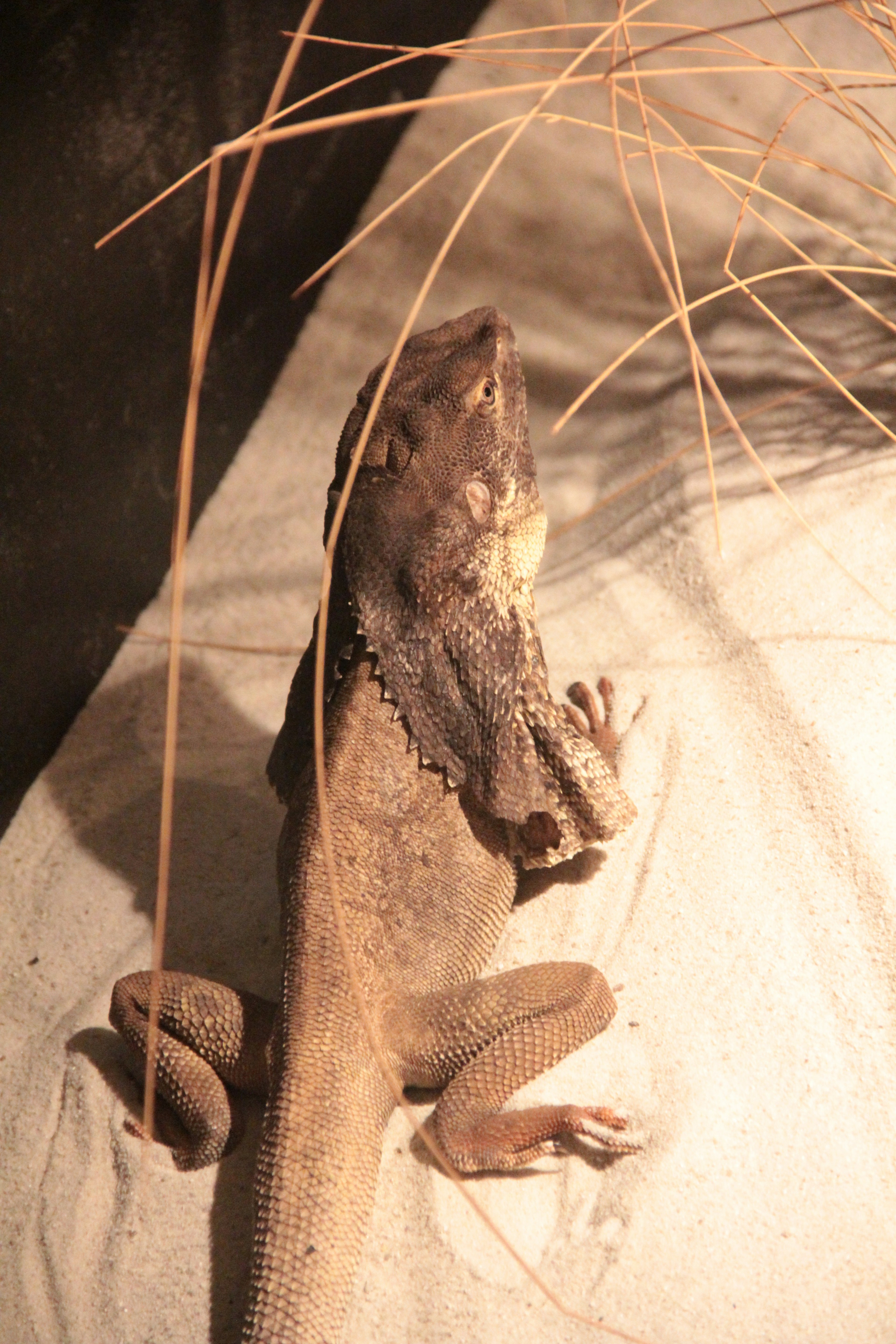 Lézard reposant sur du sable avec de l'herbe sèche en arrière-plan