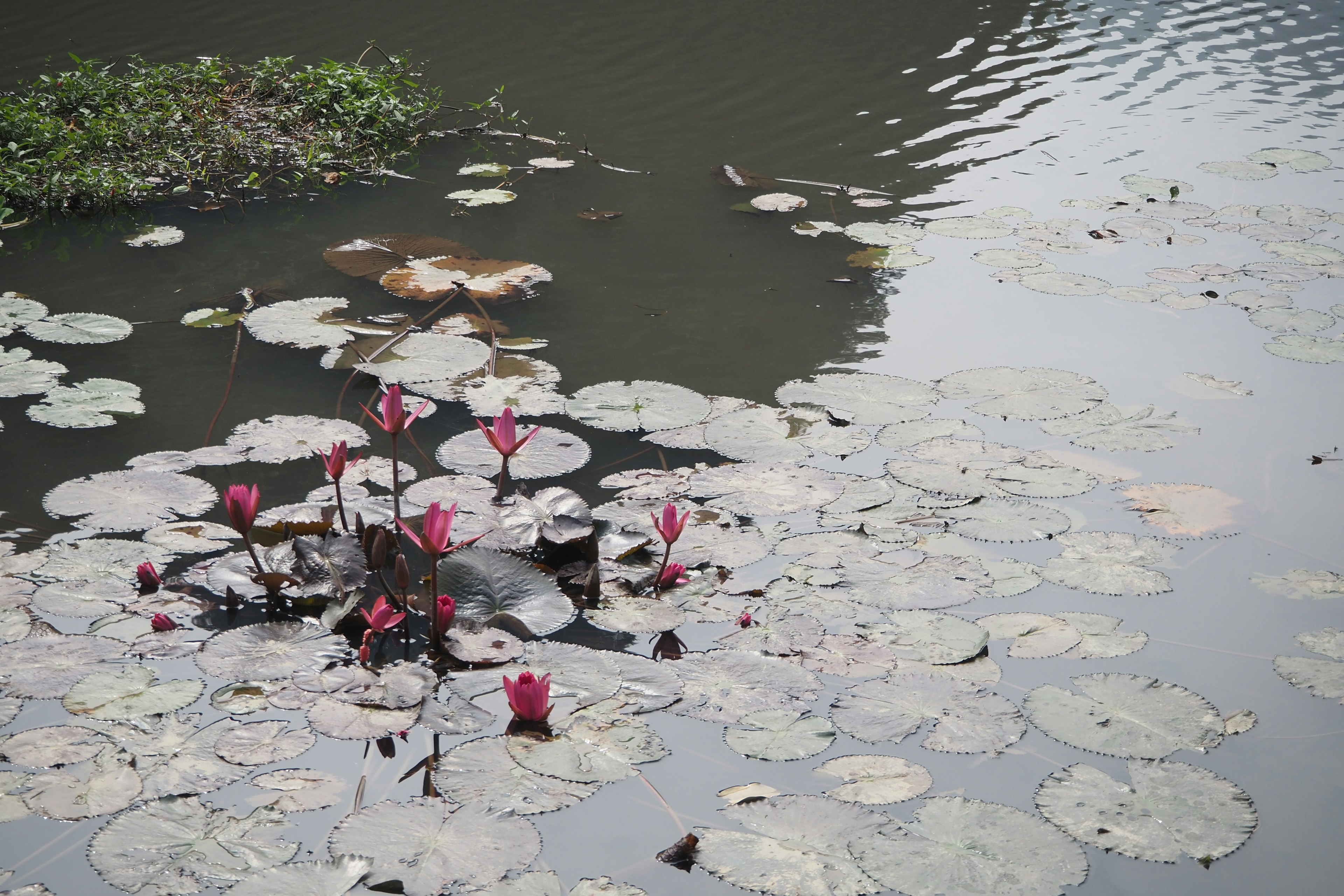 宁静的池塘场景，水 lilies 和粉色花朵漂浮在水面上