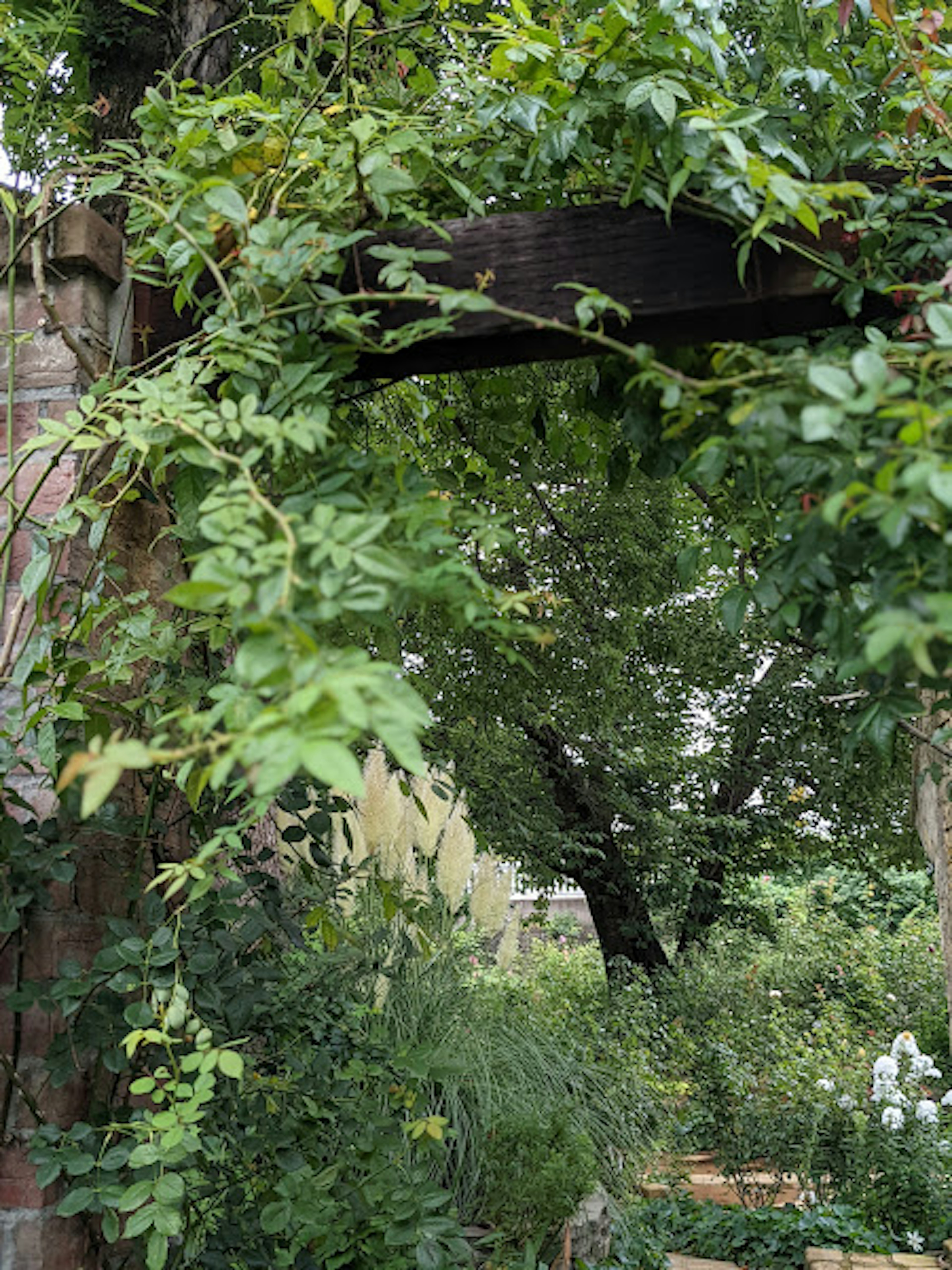 Archway covered in green leaves with surrounding garden