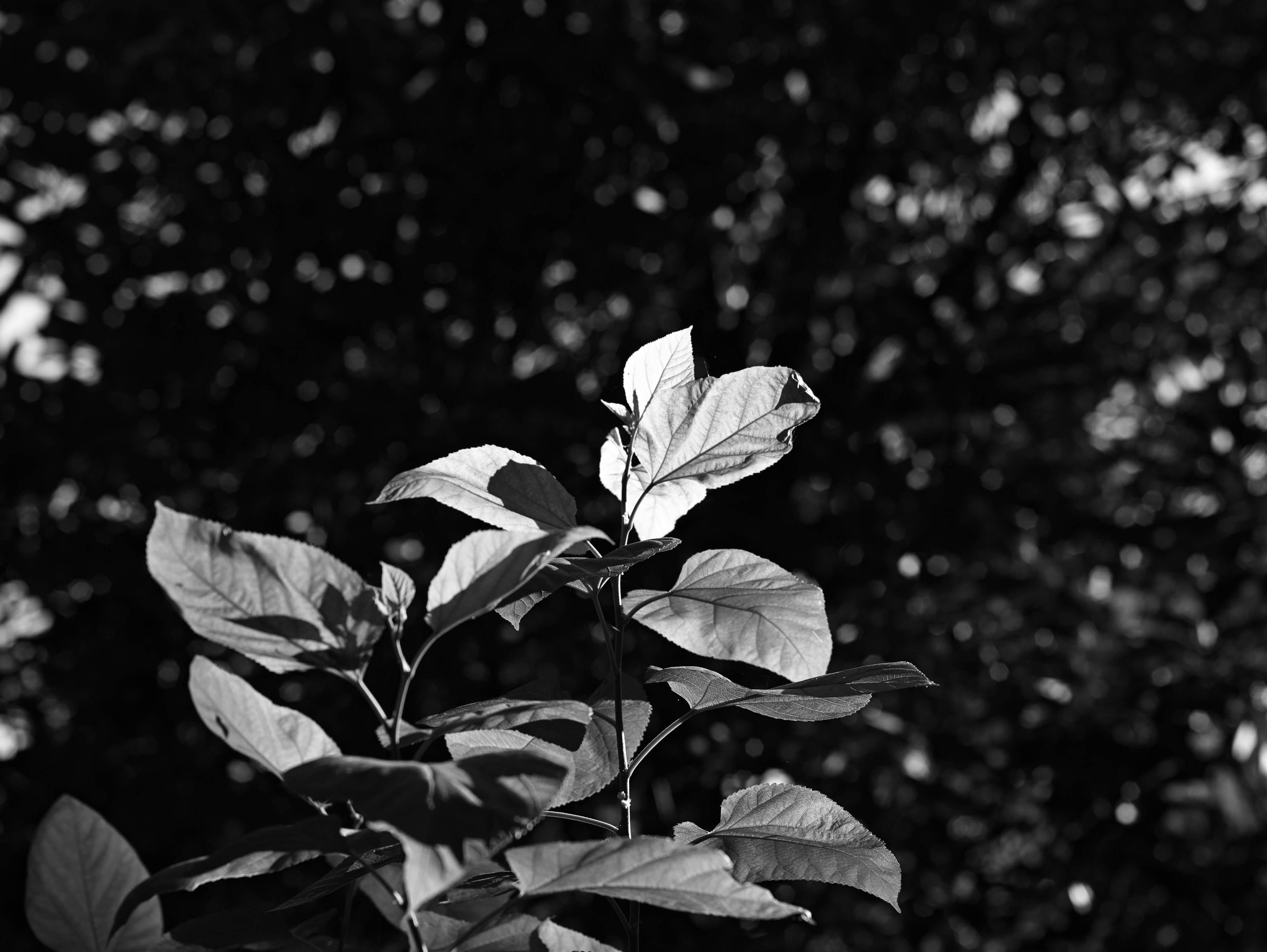 Primer plano de hojas y flor contra un fondo en blanco y negro