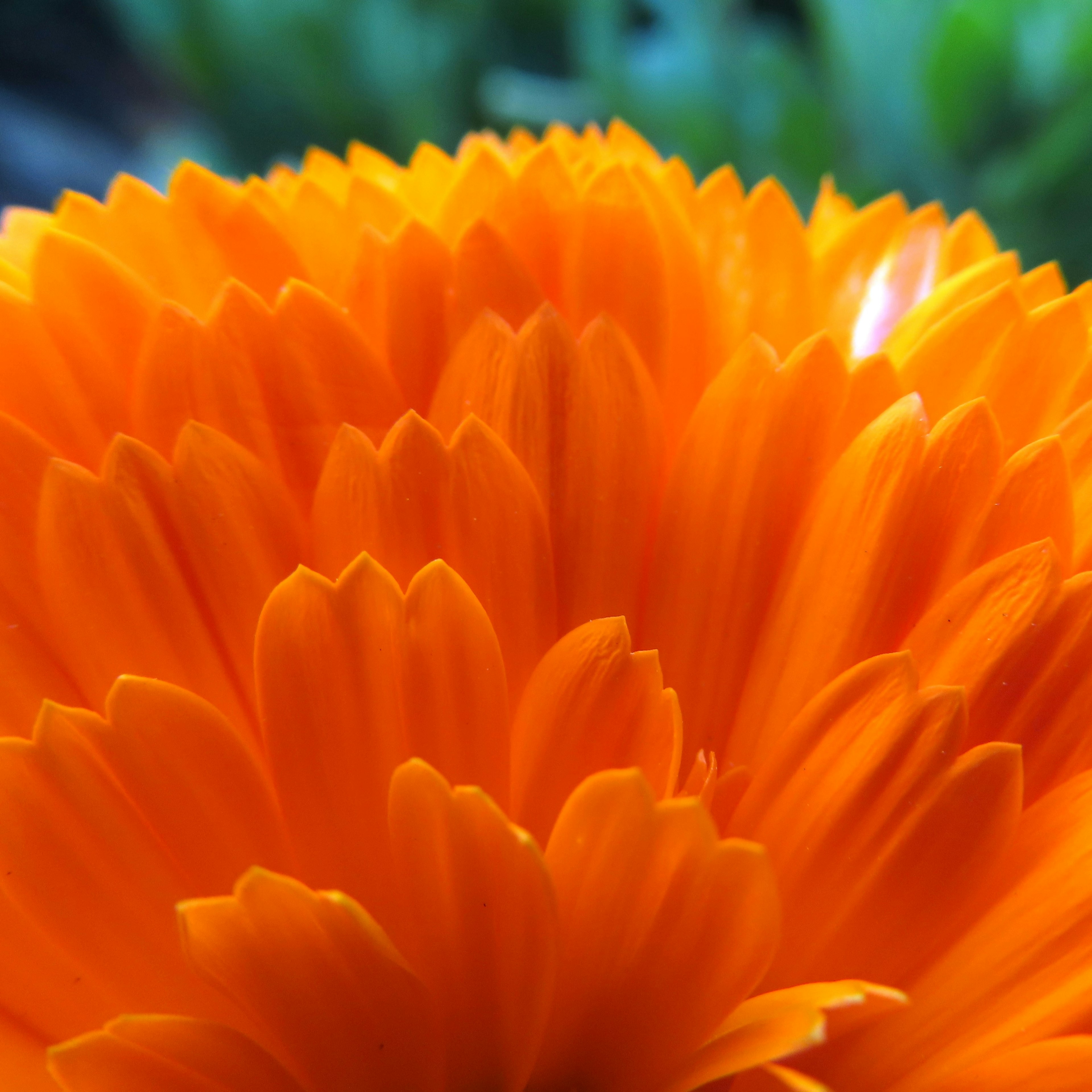 Acercamiento de una flor naranja vibrante con pétalos superpuestos