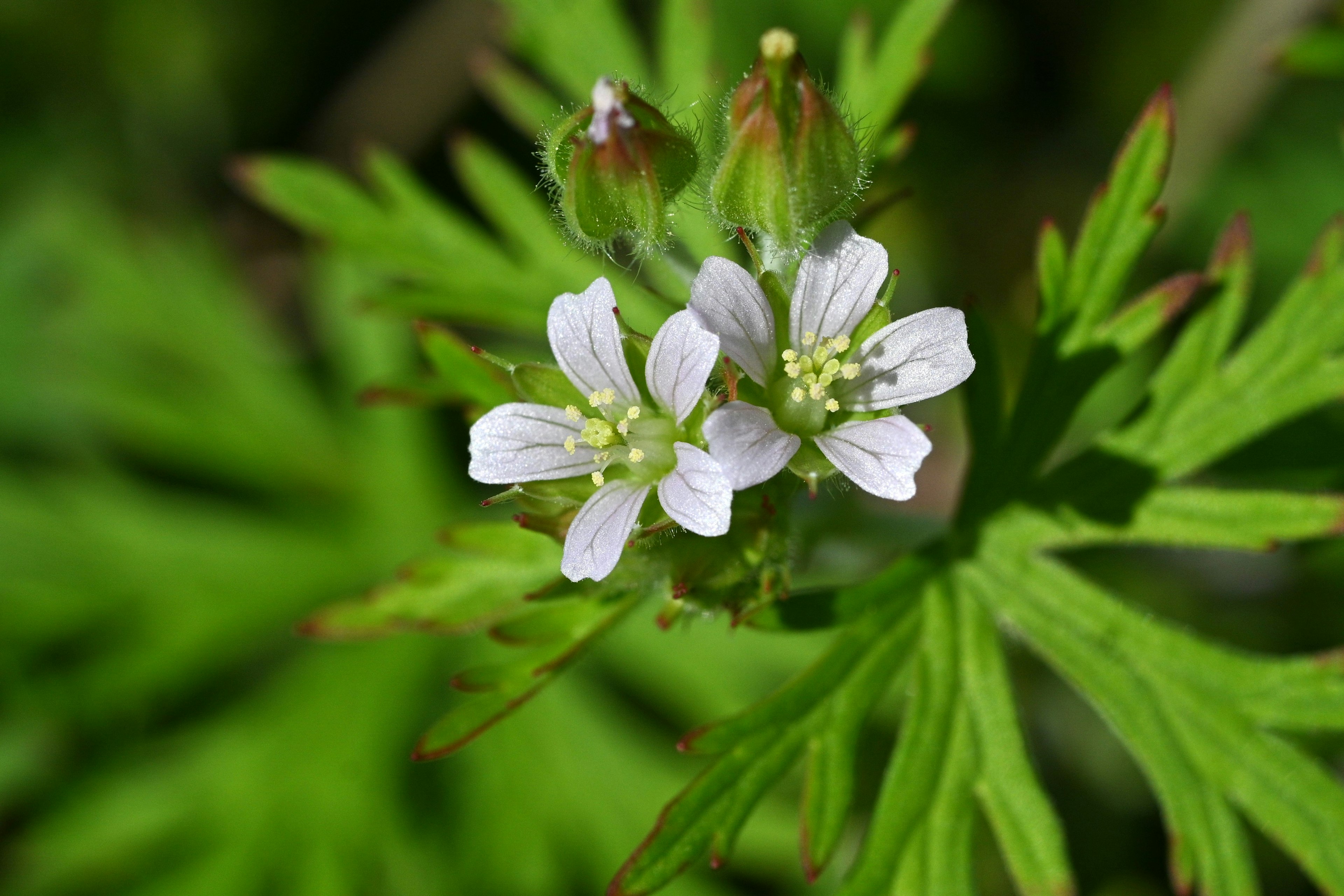 Nahaufnahme einer Pflanze mit weißen Blüten und grünen Blättern