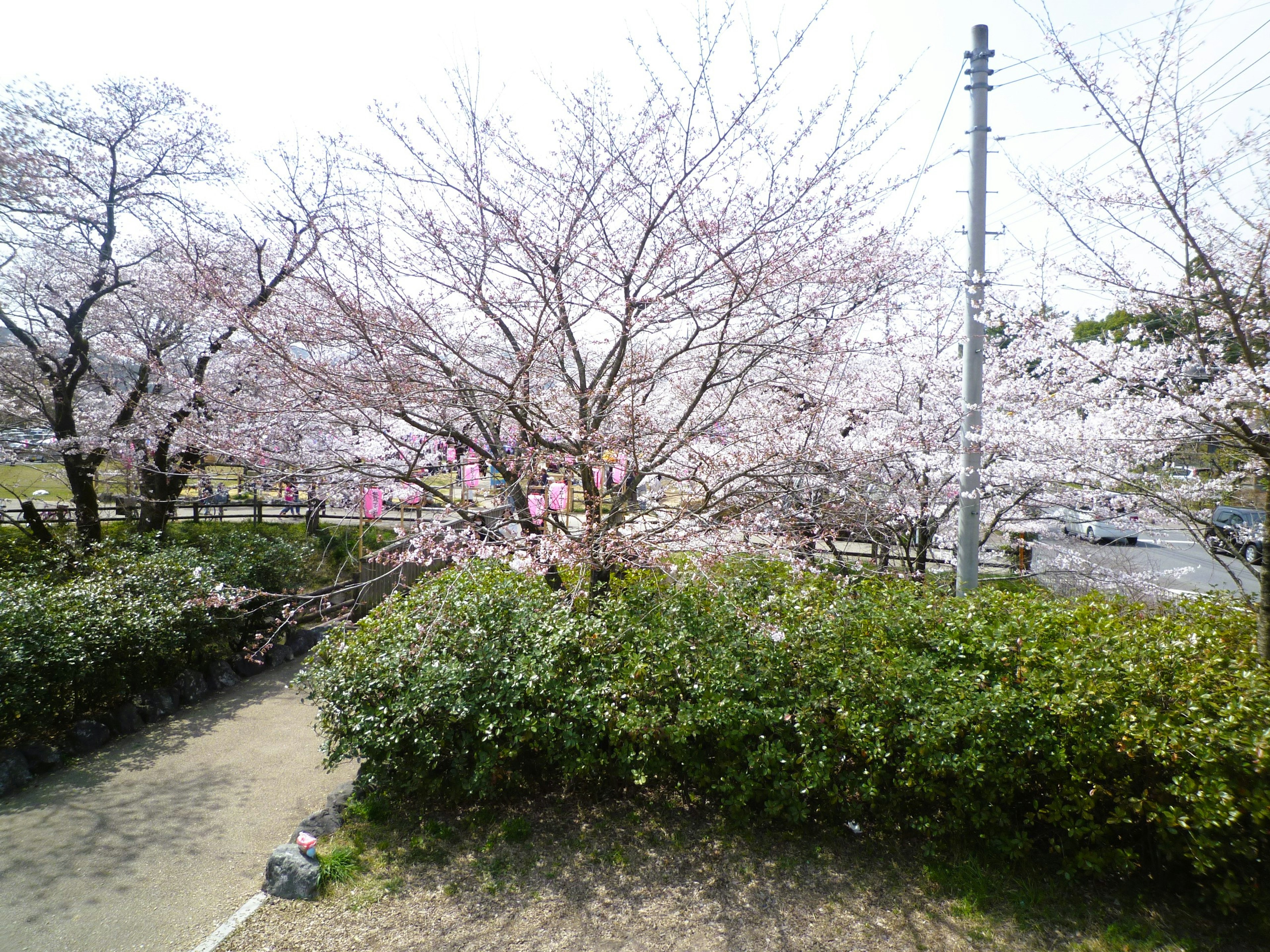 Park scene featuring cherry blossom trees and green hedges