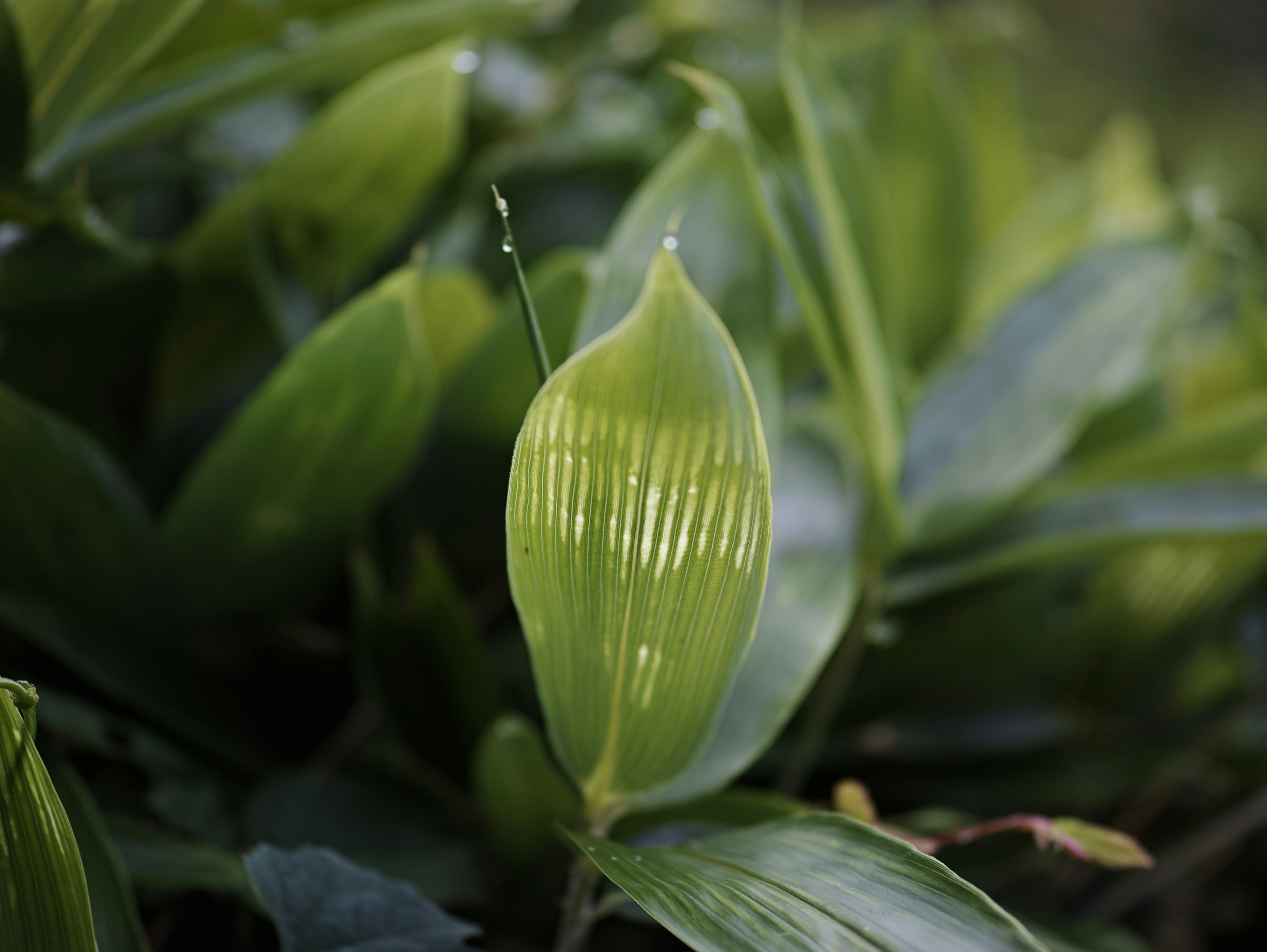 A green leaf with light passing through it