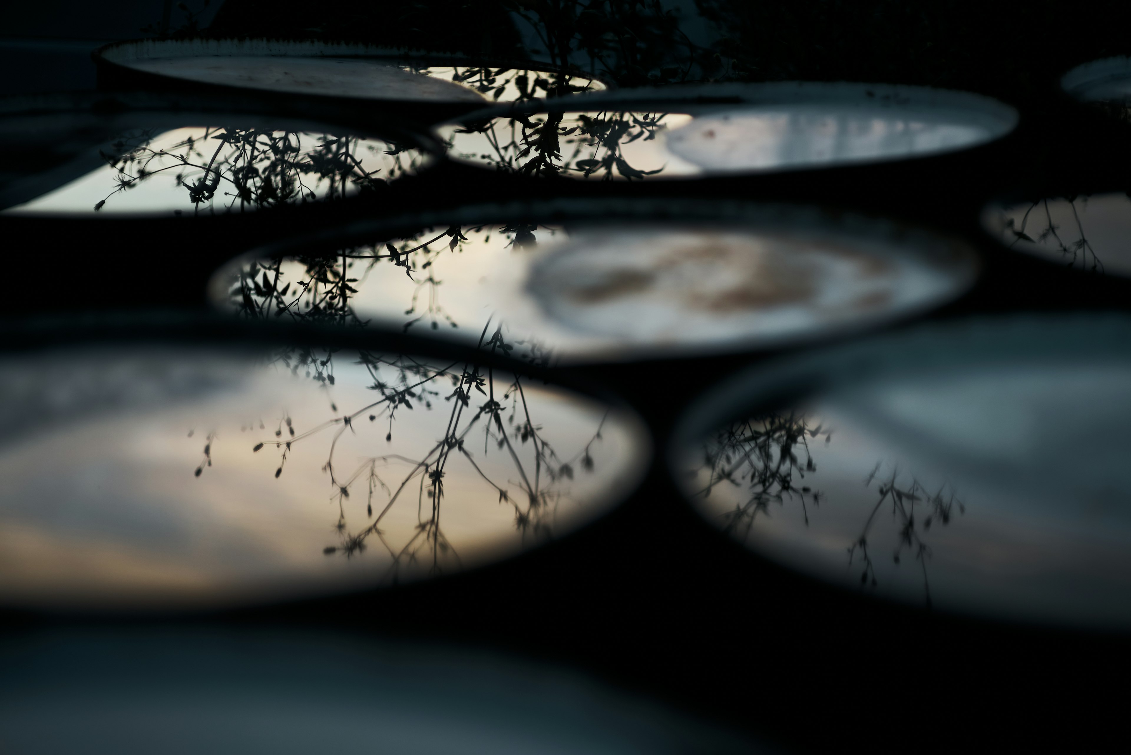 Foto che cattura il tramonto e i riflessi degli alberi su superfici d'acqua