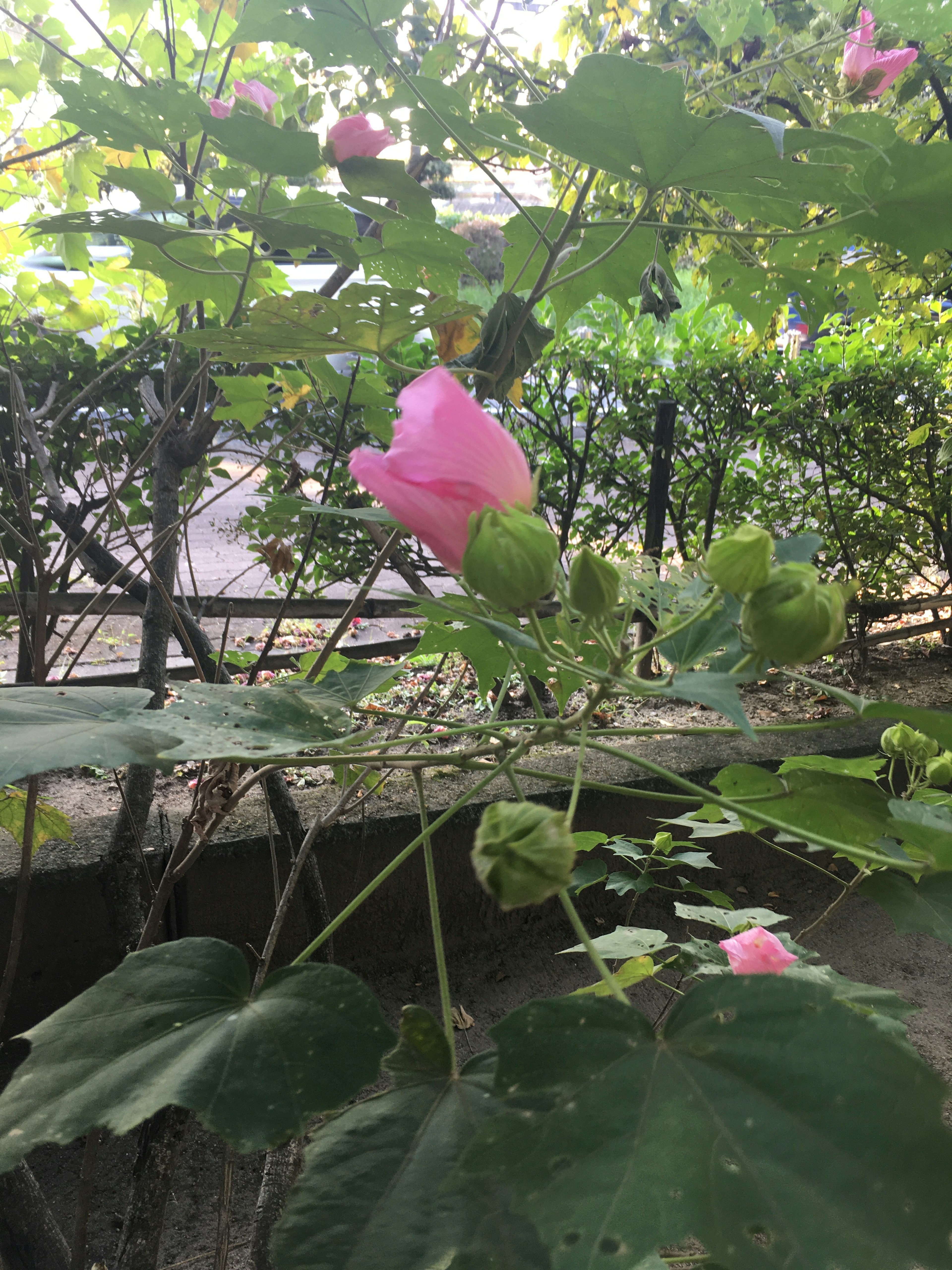 Pink flower blooming among green leaves