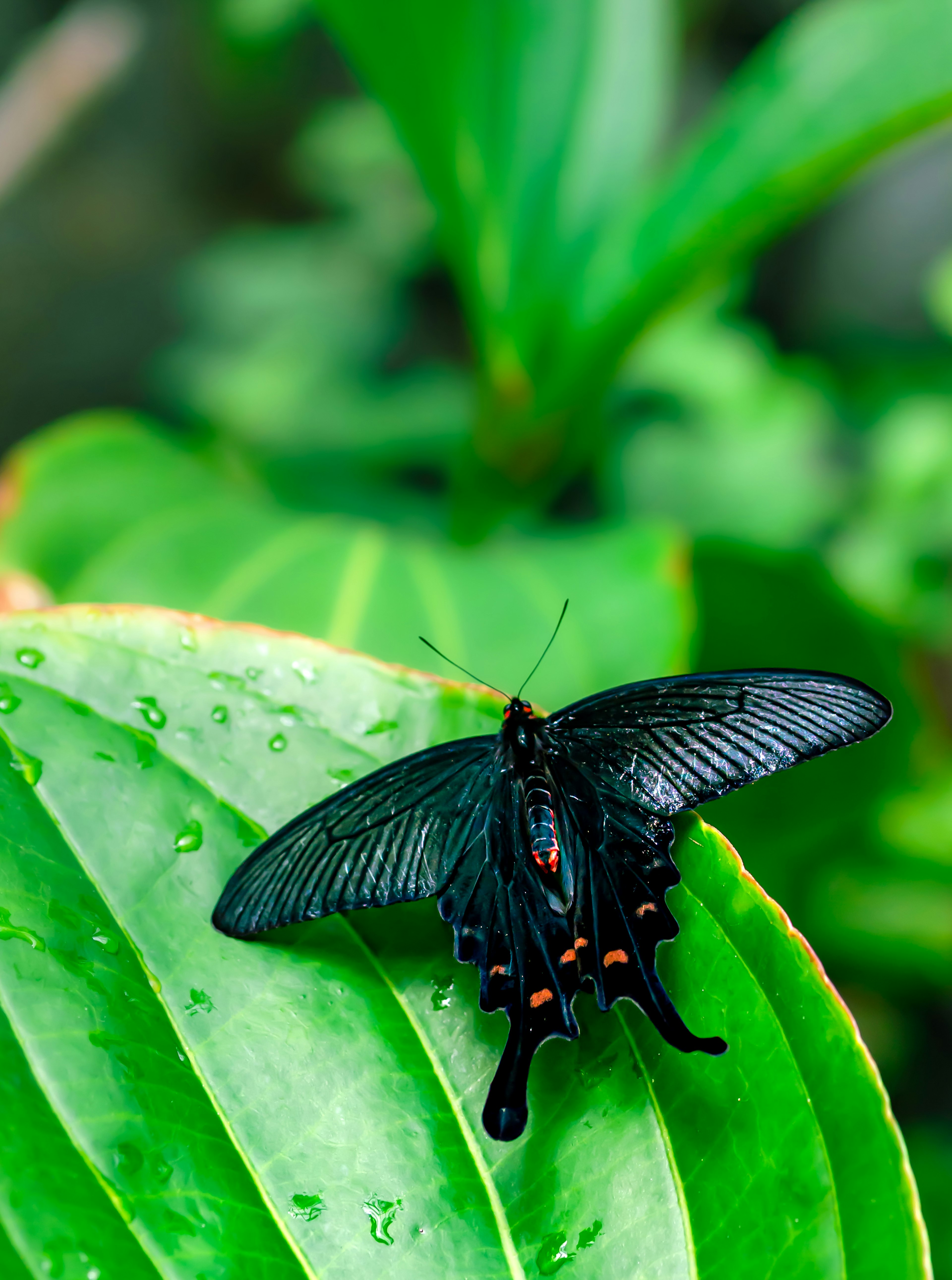 Mariposa negra descansando sobre una hoja verde