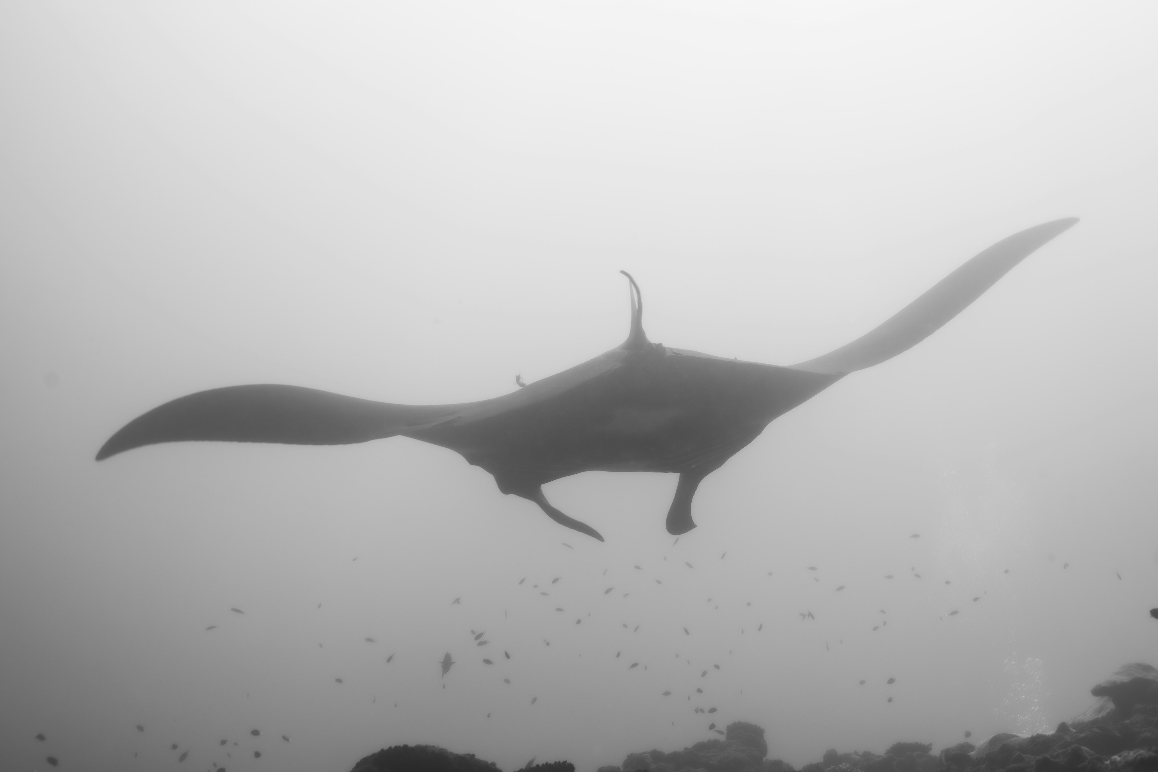 Silueta de una manta nadando bajo el agua en un entorno brumoso