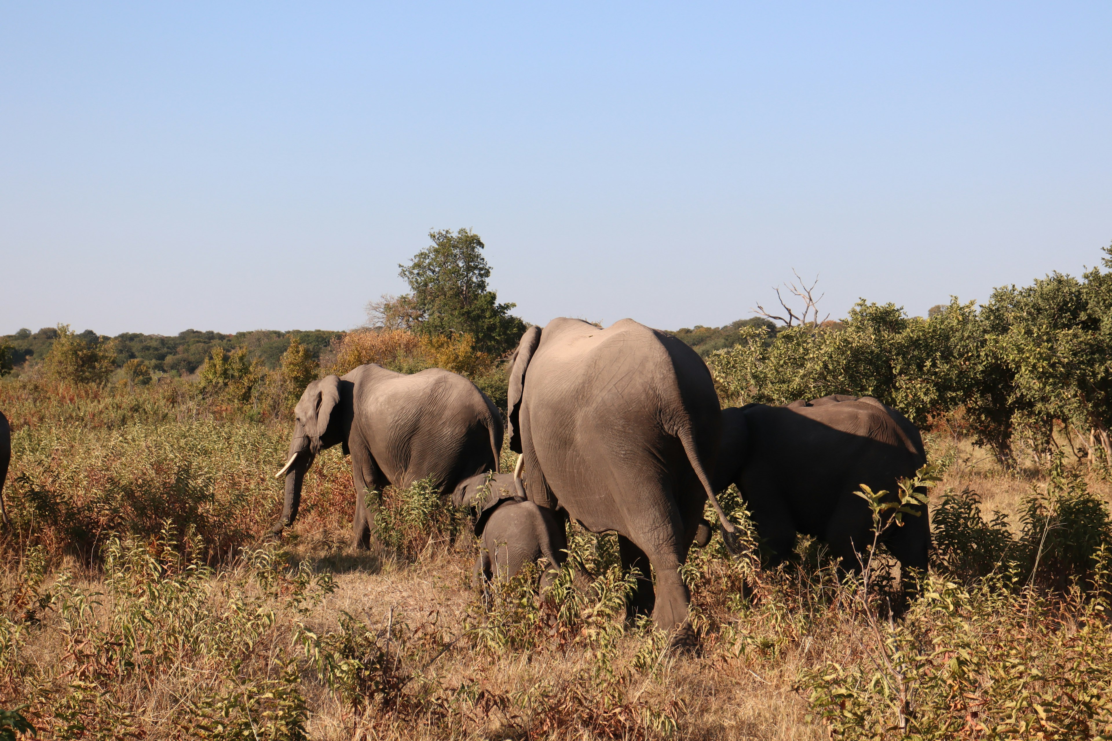 Un branco di elefanti che cammina nella savana sotto un cielo blu