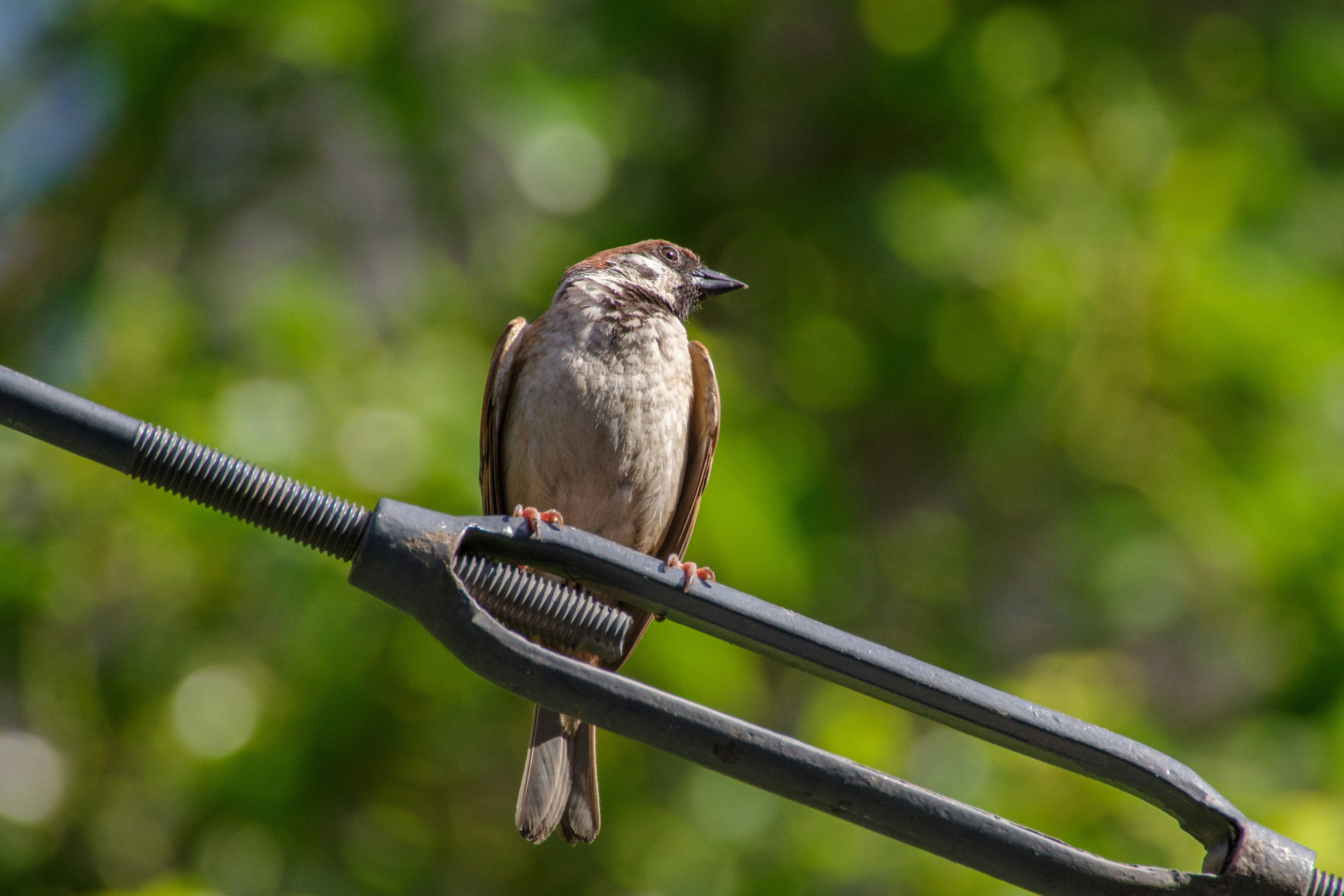 Gros plan d'un petit oiseau perché sur une tige métallique sous le soleil