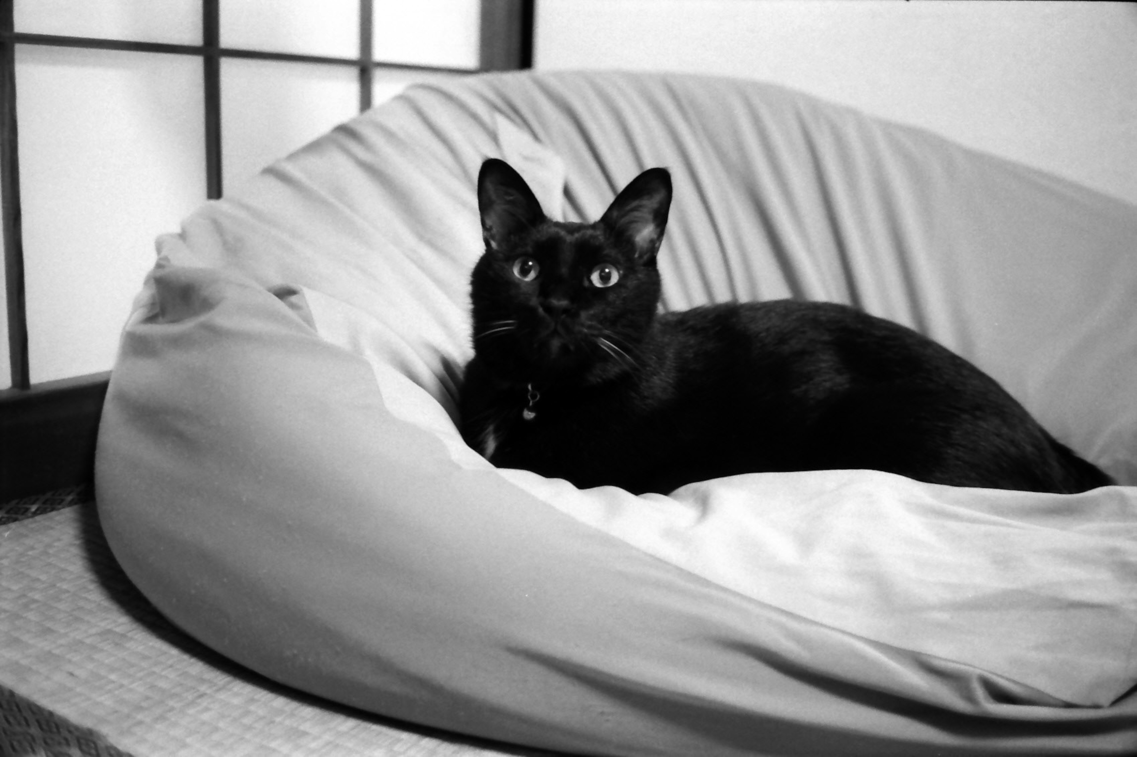 Kucing hitam beristirahat di atas bantal lembut dalam gambar hitam putih