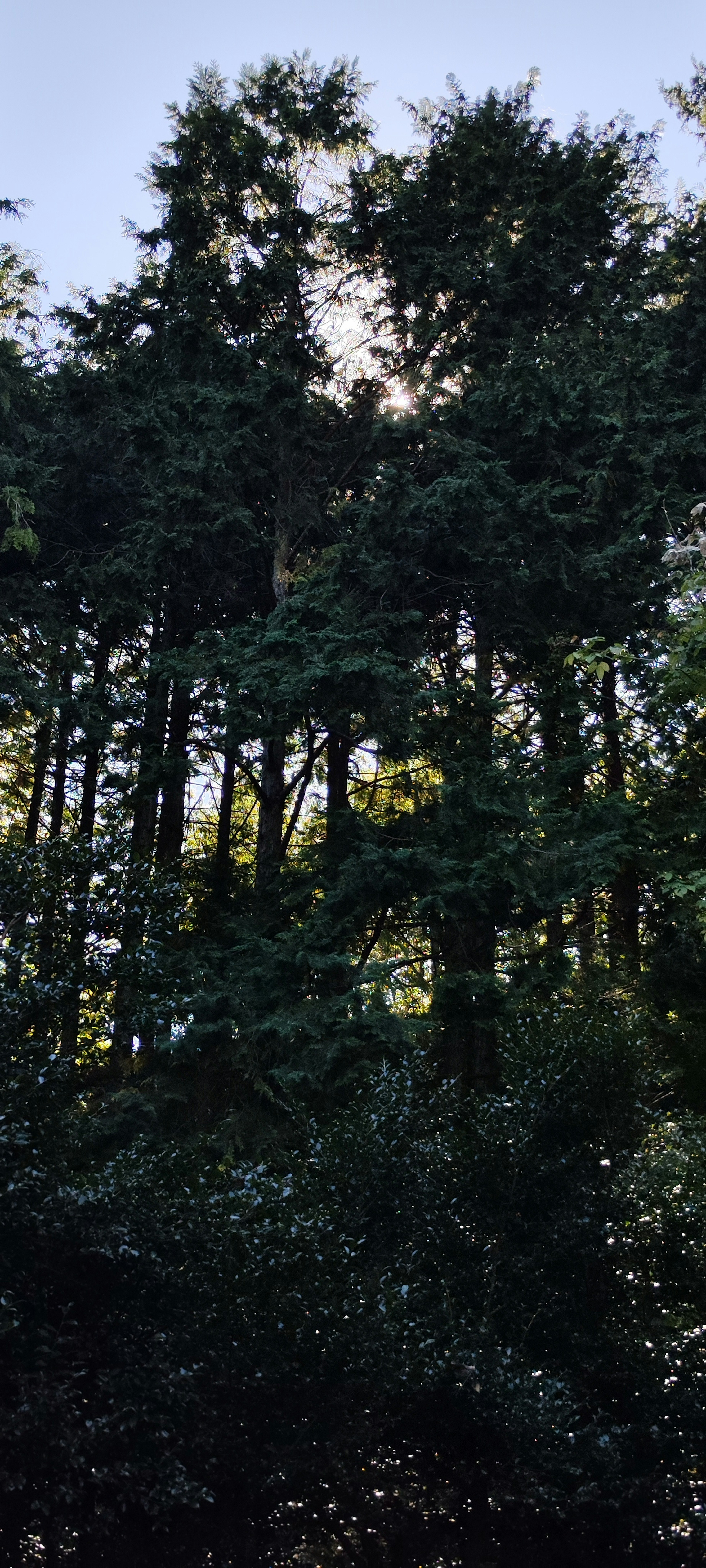 Silhouette d'arbres hauts contre un ciel bleu