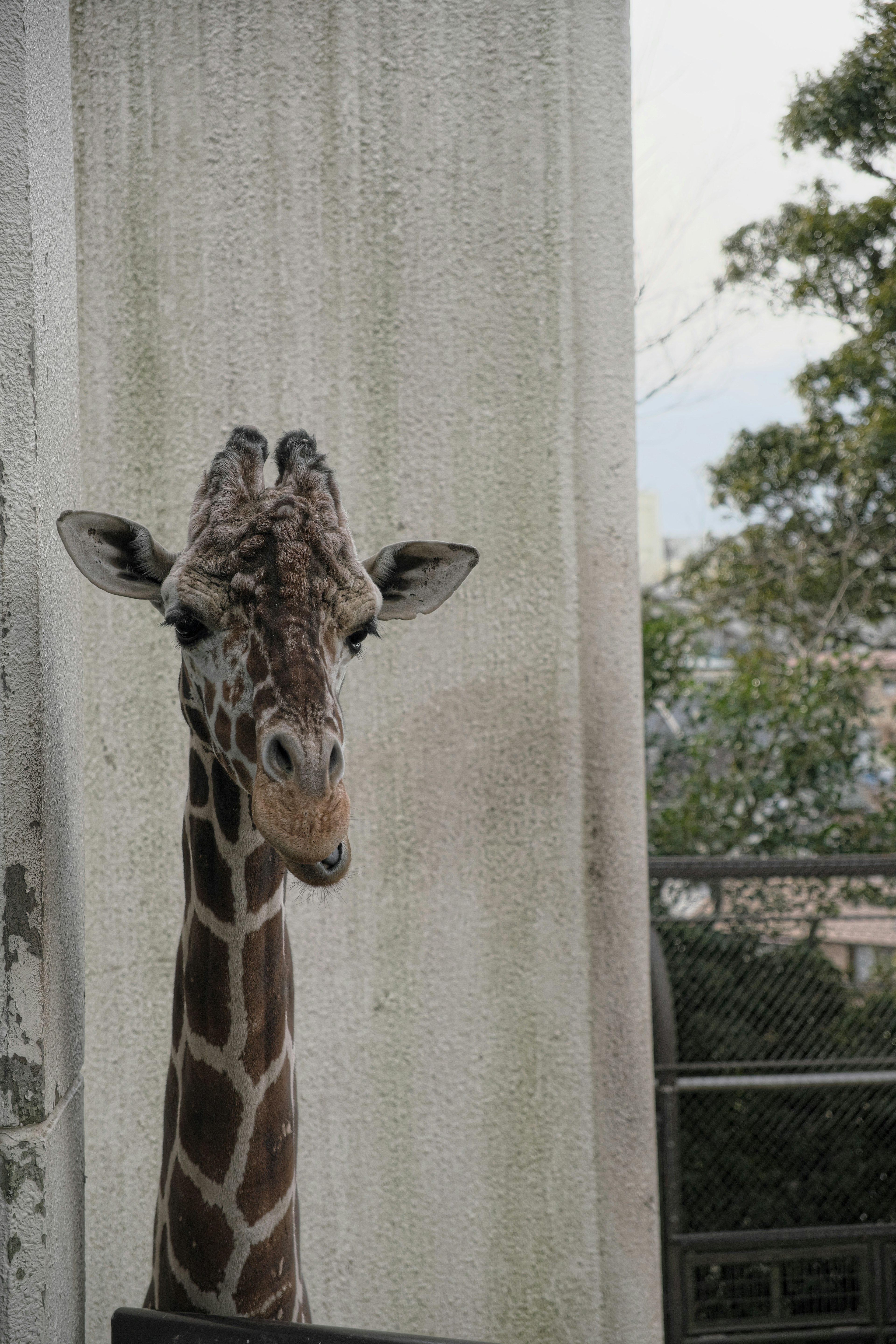 A giraffe with a long neck standing in front of a concrete wall