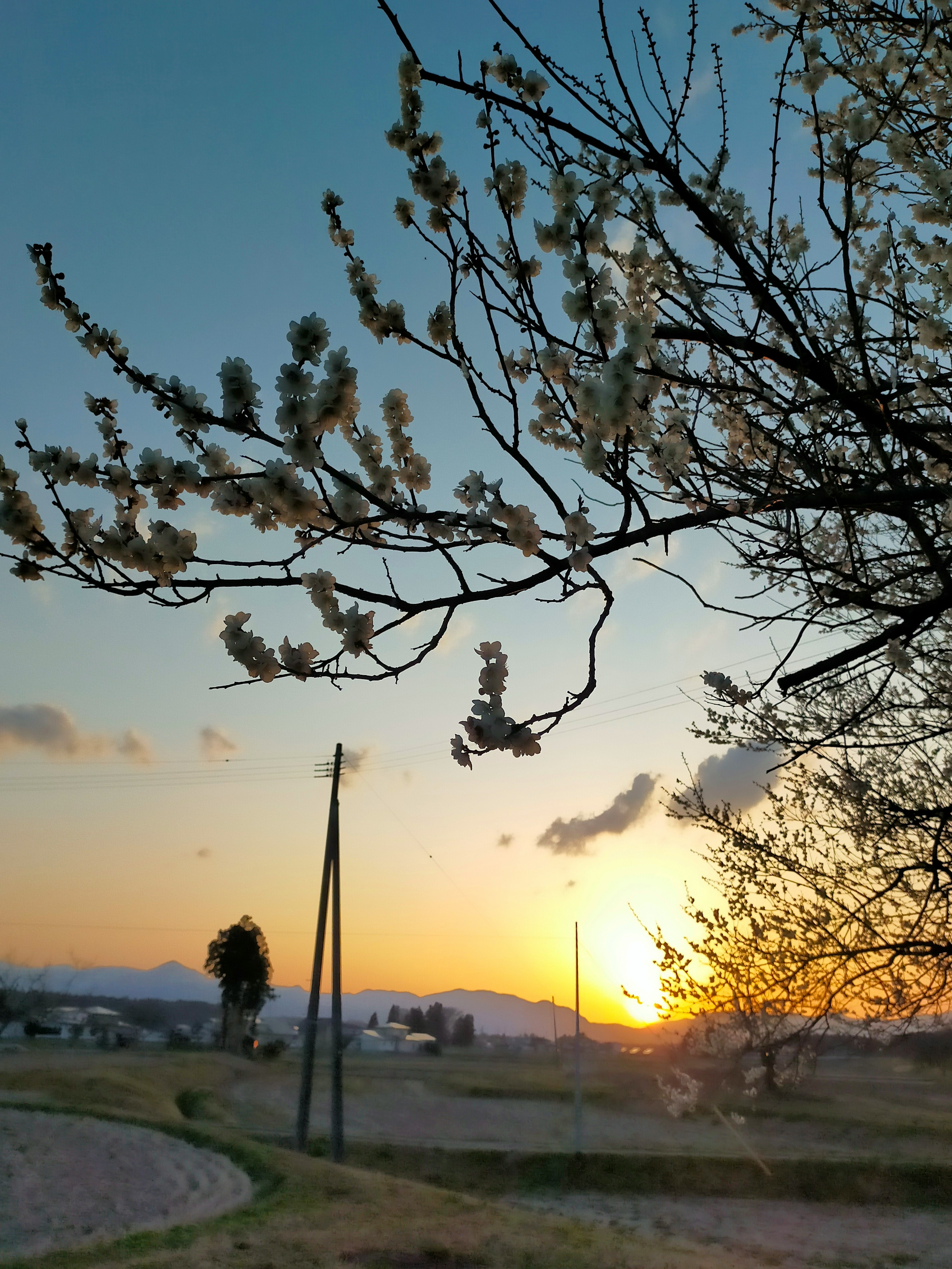 夕焼けに照らされた花の枝と風景