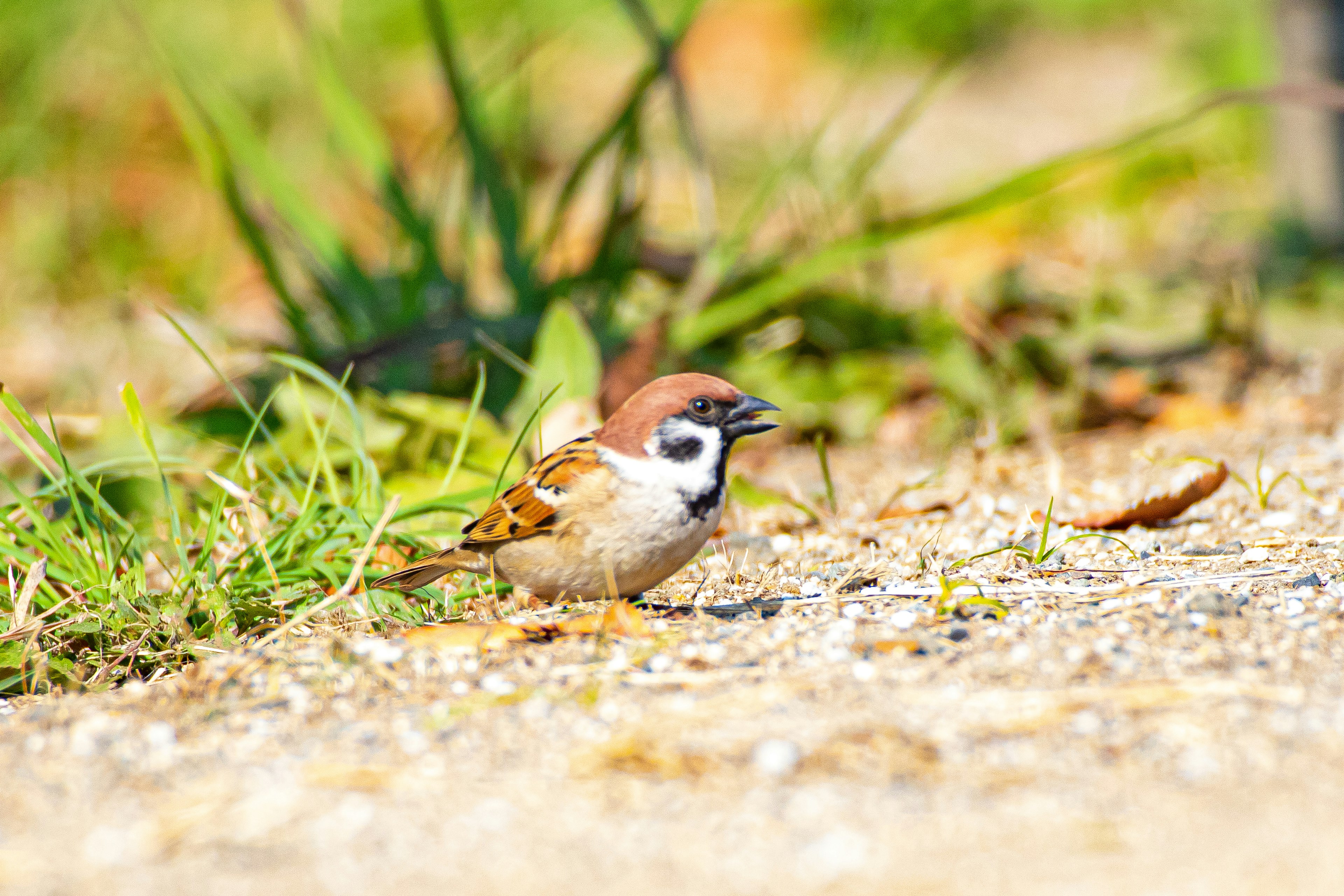 Ein kleiner Vogel, der zwischen Gras und Kies läuft