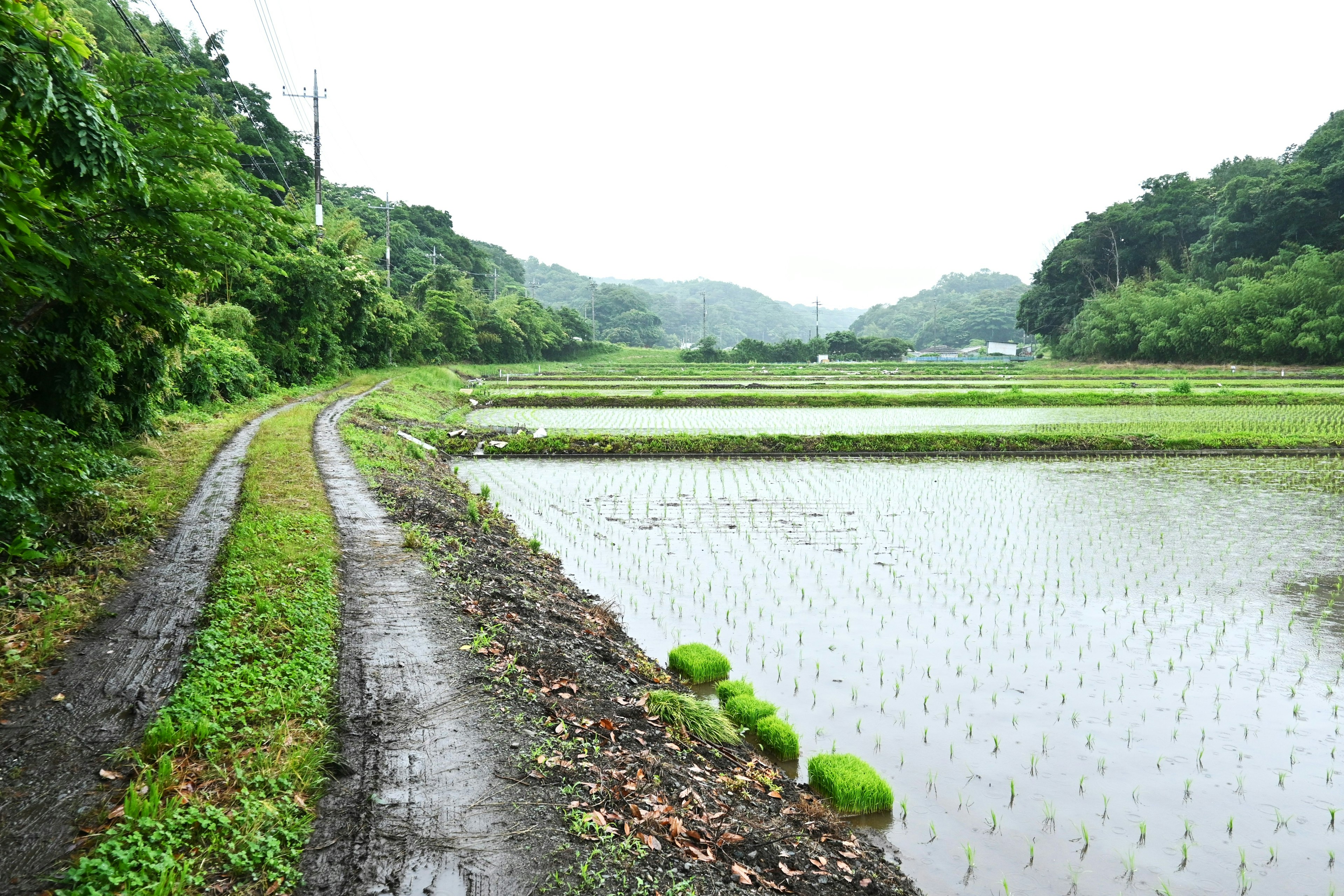 Ladang padi subur dengan jalur tidak beraspal di sebelahnya