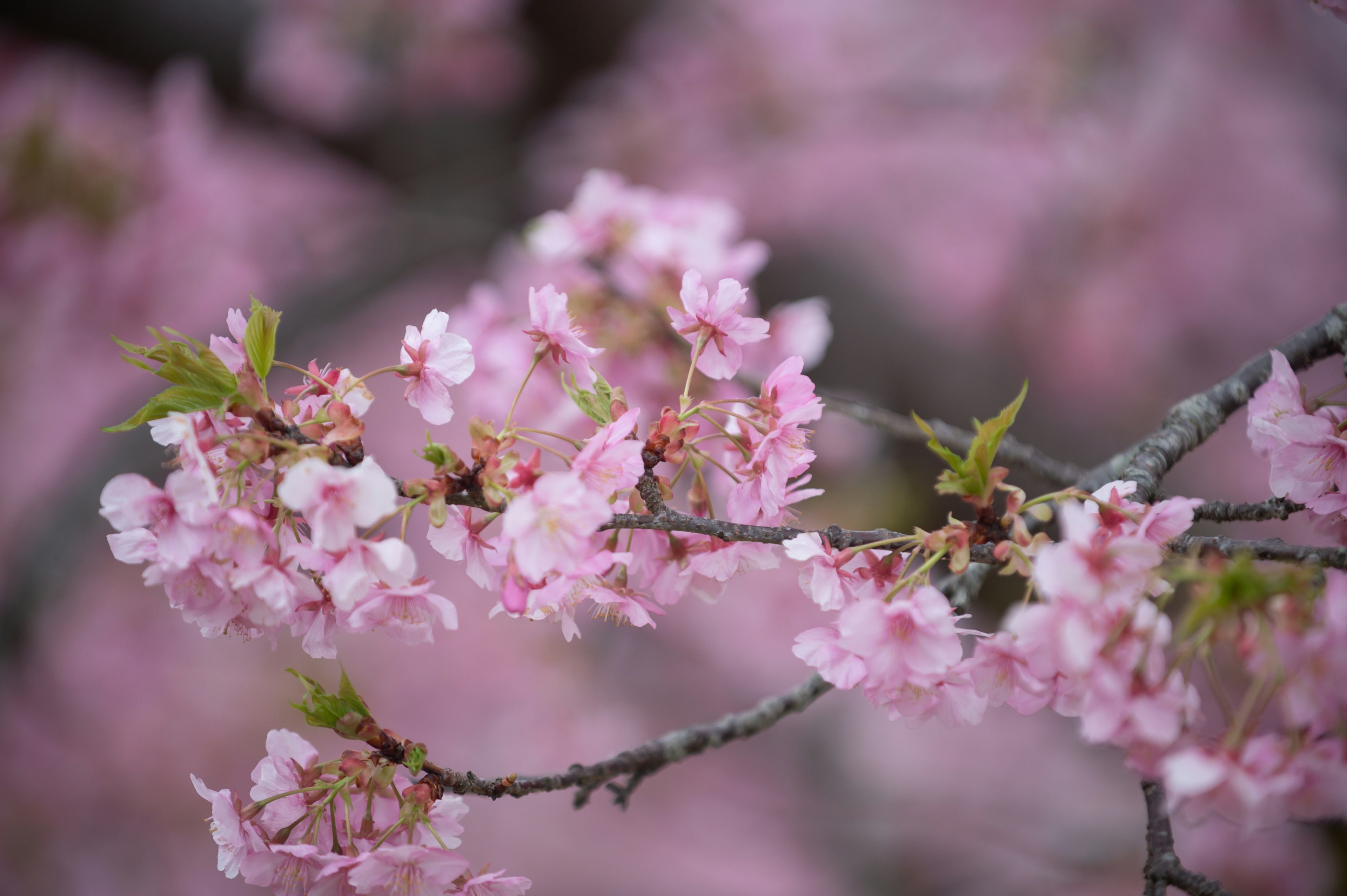 桜の花が咲いている枝のクローズアップ