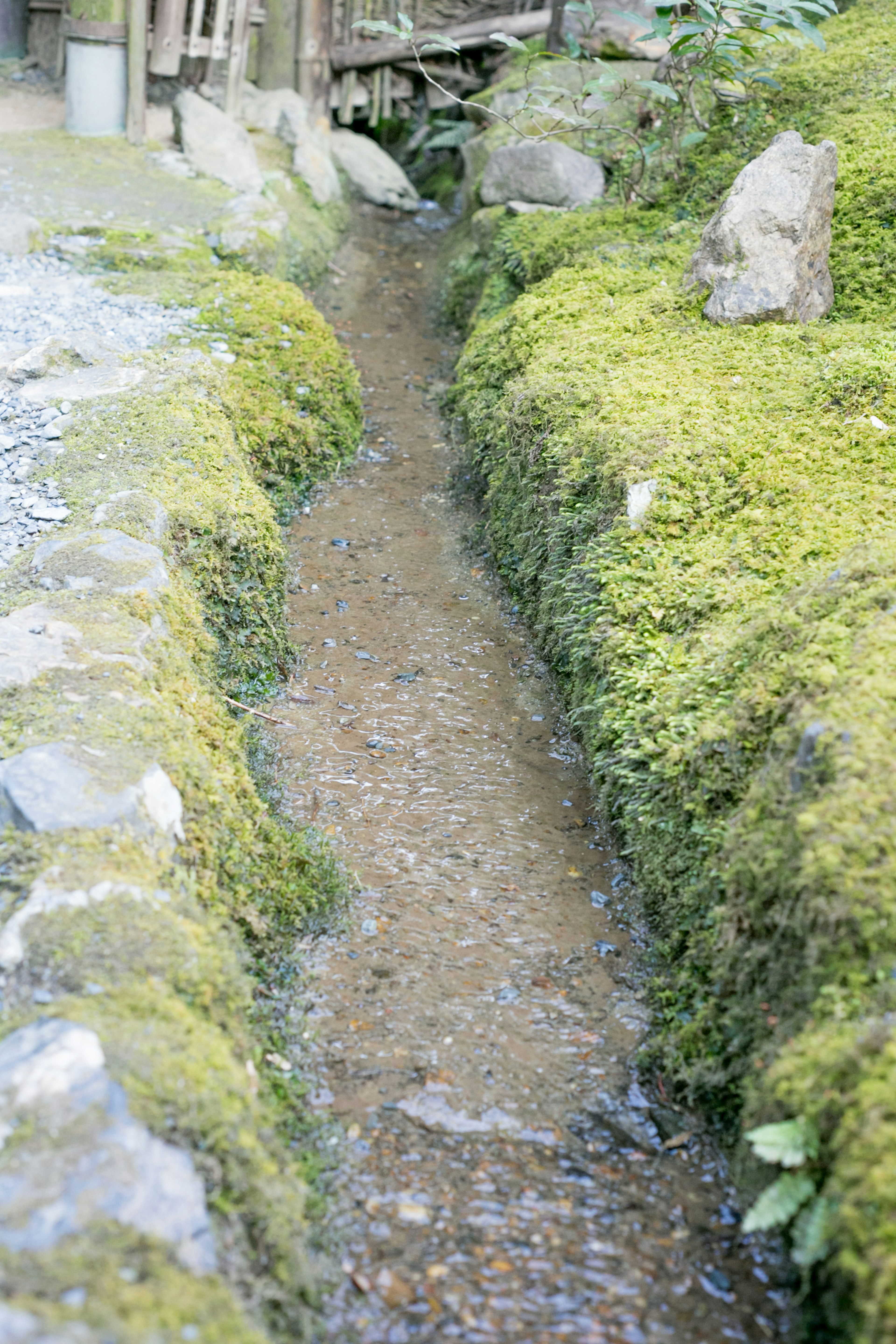 Un petit ruisseau qui coule à travers de la mousse verte luxuriante et des pierres