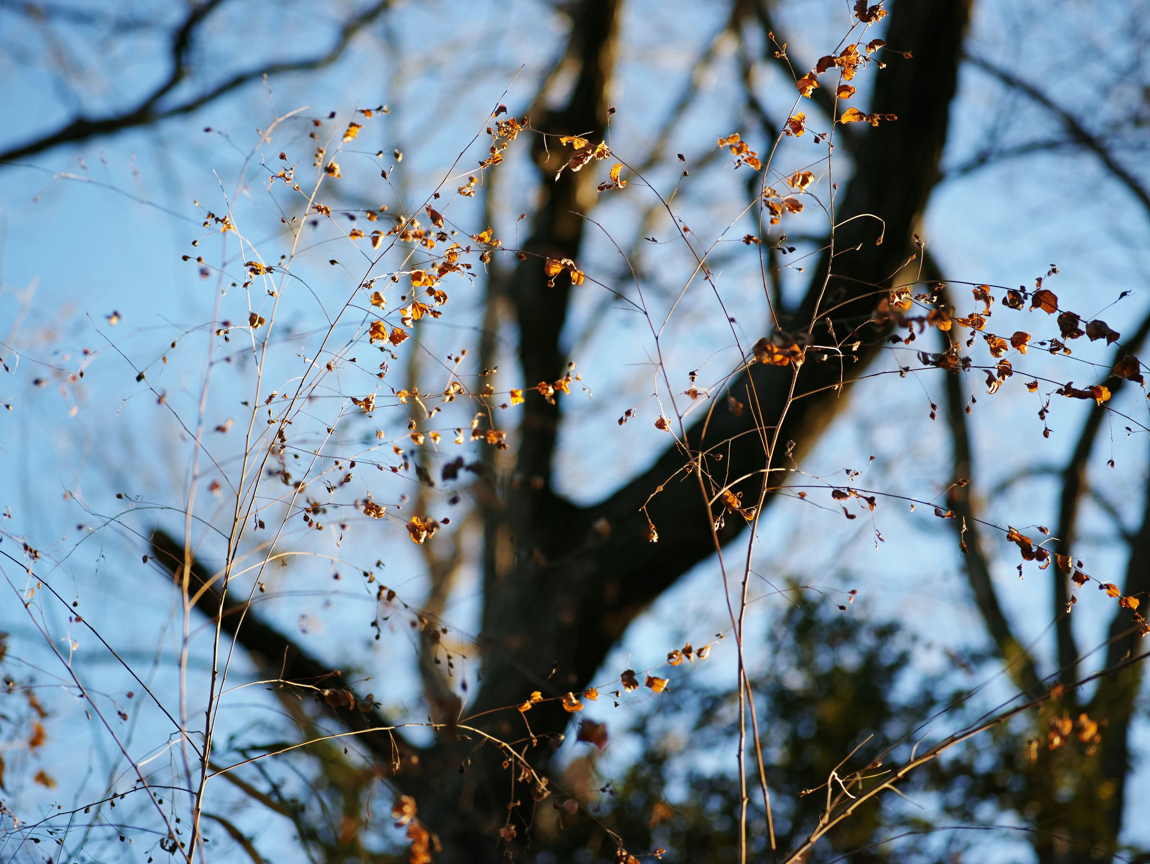 Detail of dried grass and bare tree against a blue sky