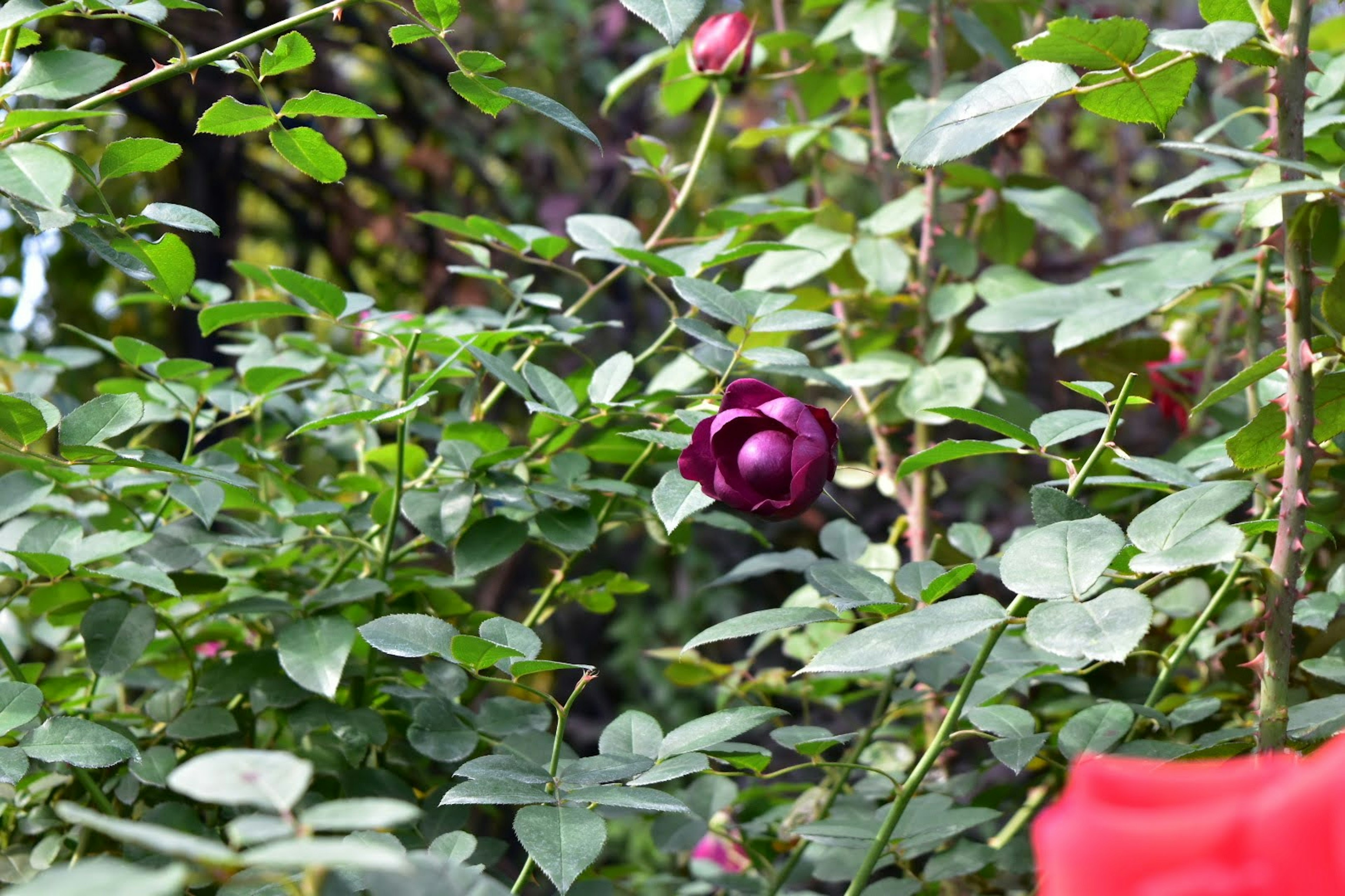 Eine lila Rose blüht zwischen grünen Blättern