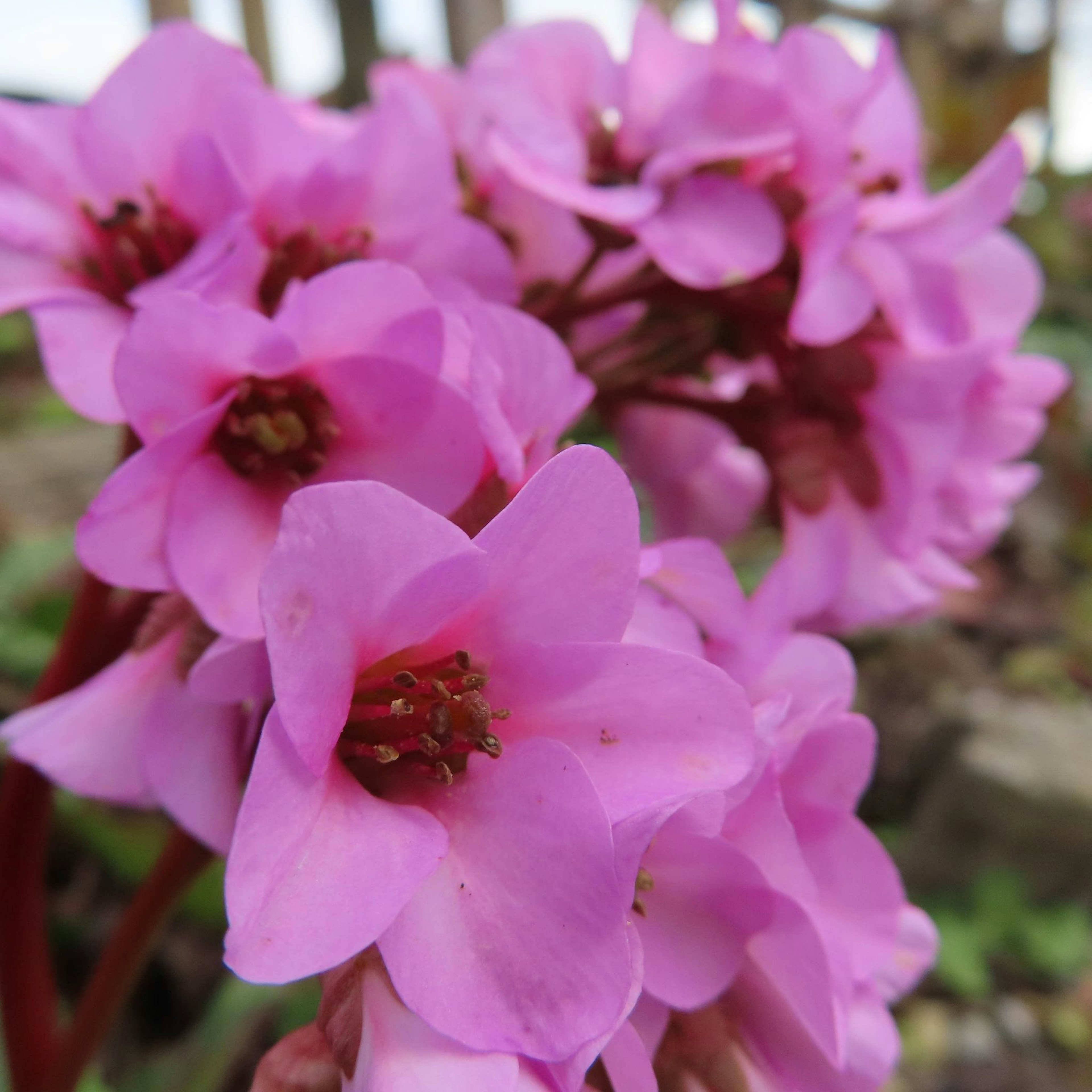 Gros plan de fleurs roses vibrantes regroupées