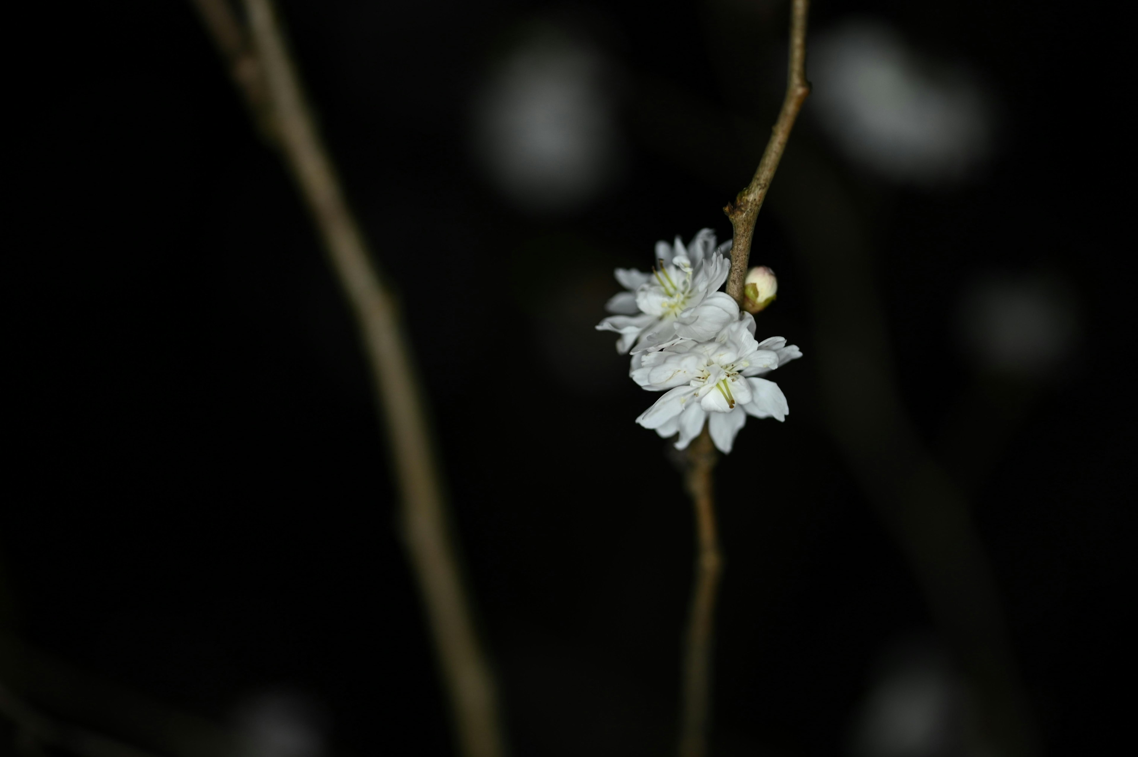 一根帶有白色花朵的樹枝在黑暗背景中顯得突出