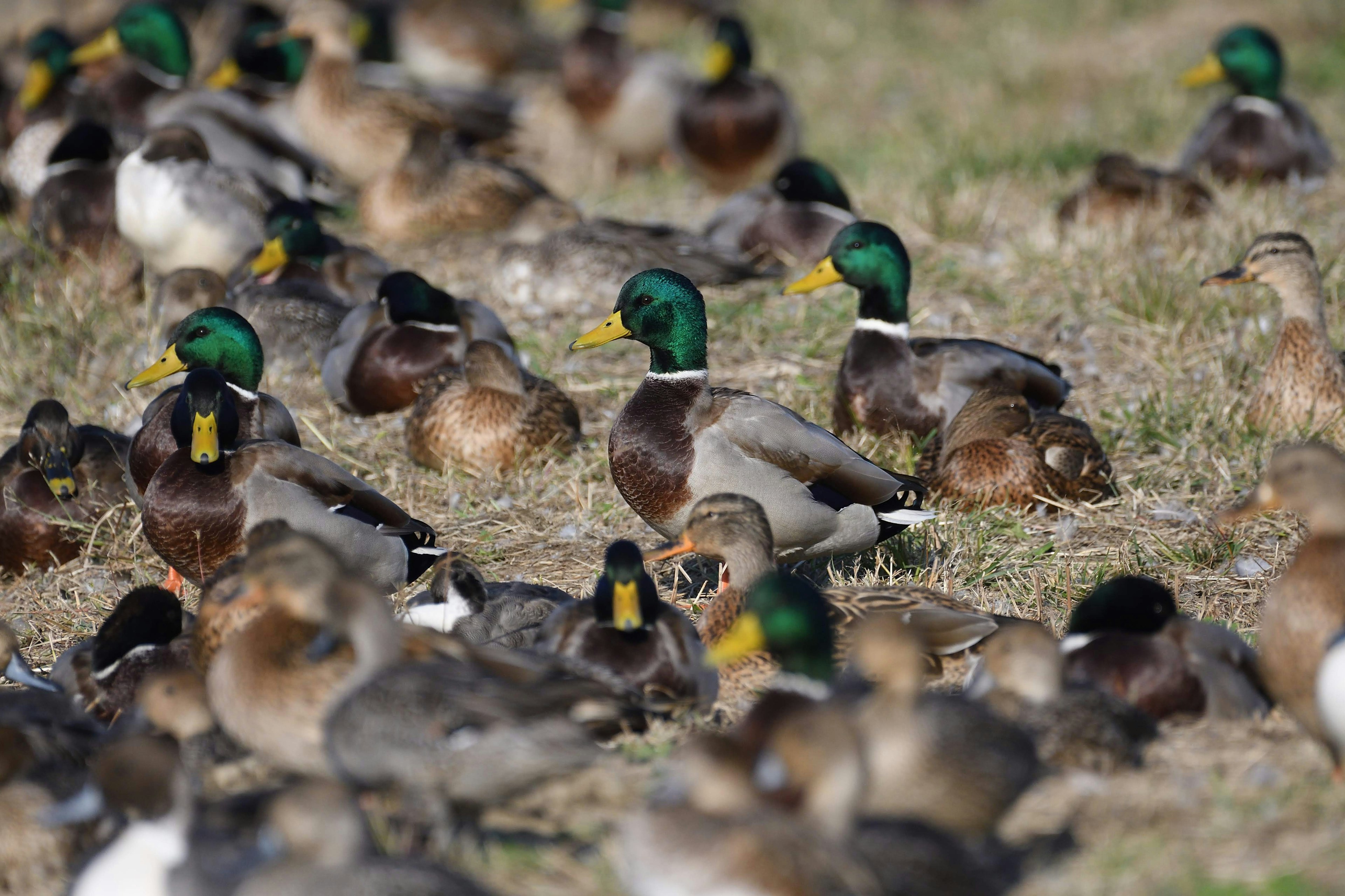 Un groupe de canards colverts se reposant sur le sol avec des mâles à tête verte