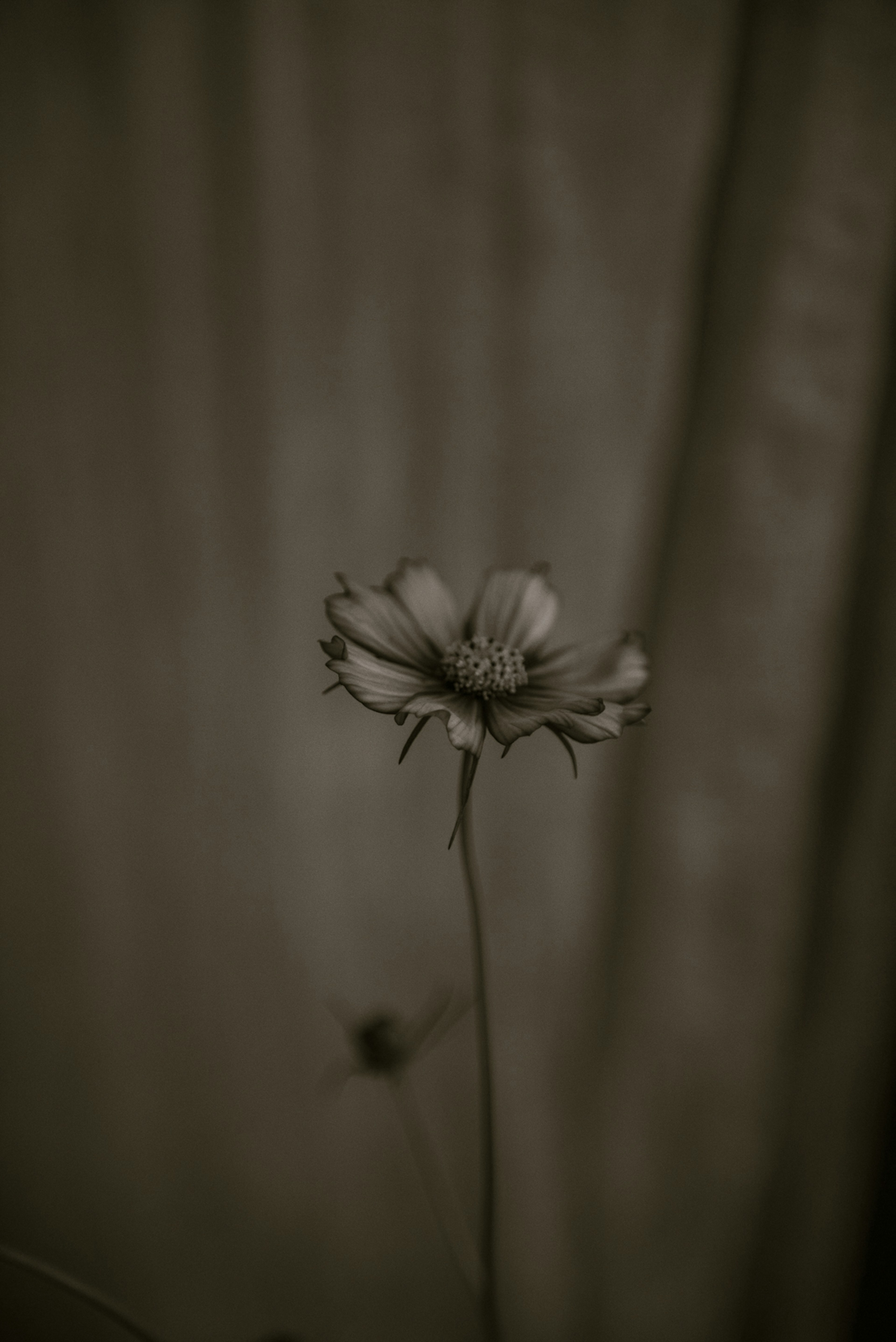 Nahaufnahme einer einzelnen Blume vor einem monochromen Hintergrund