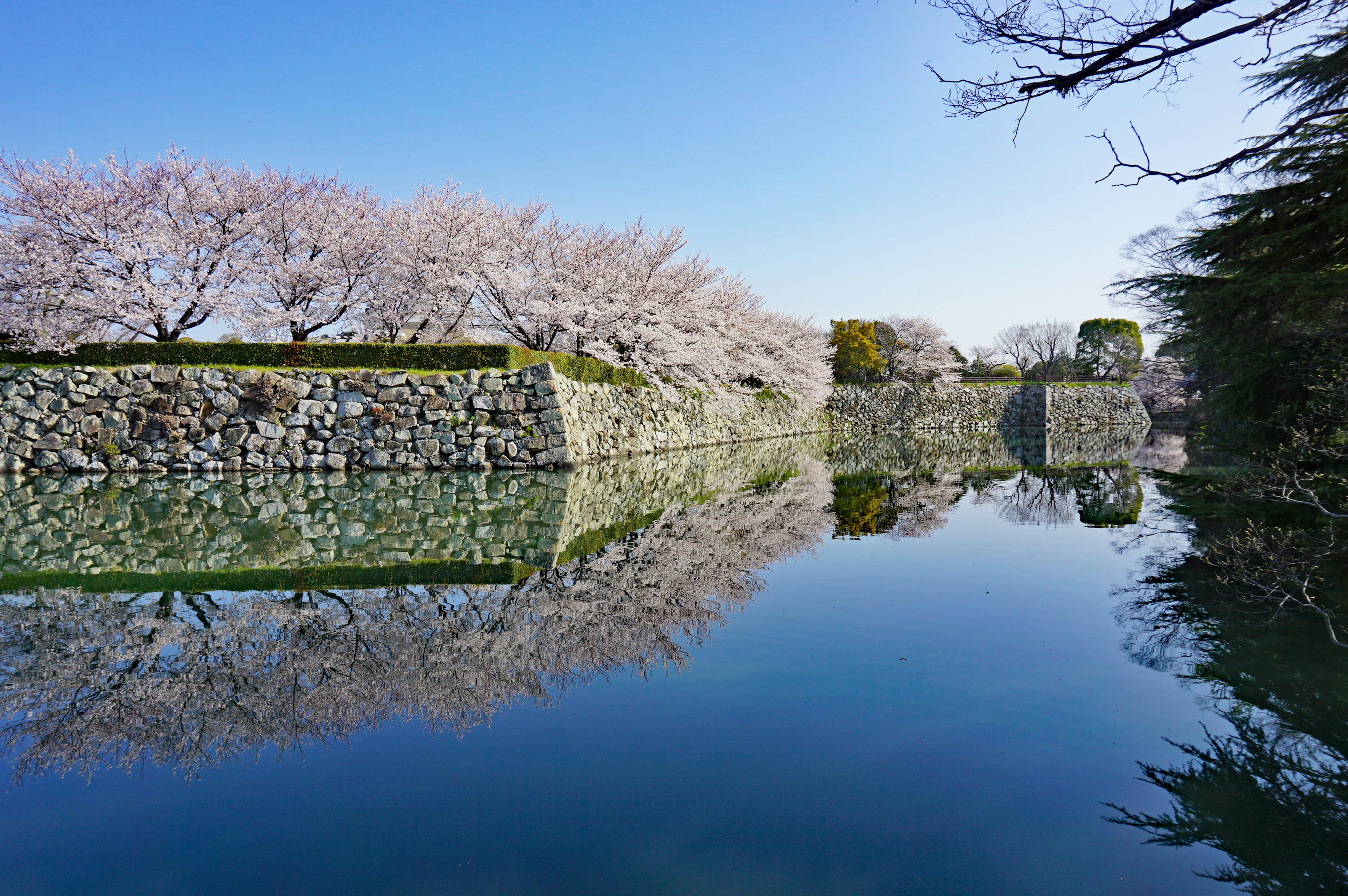 Beautiful scenery of cherry blossom trees along a castle wall reflected in calm water