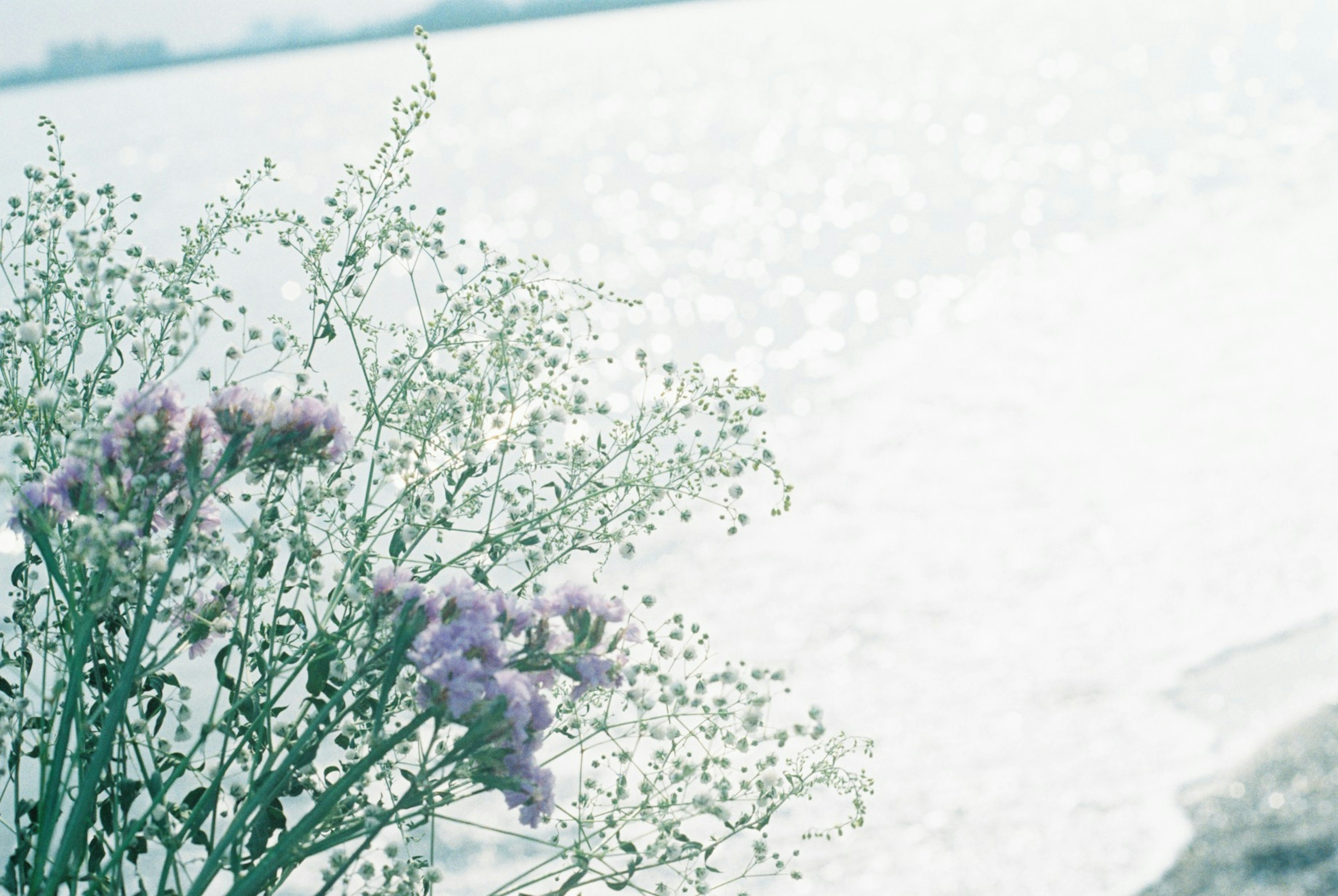 水辺に咲く紫の花と美しい水面の風景