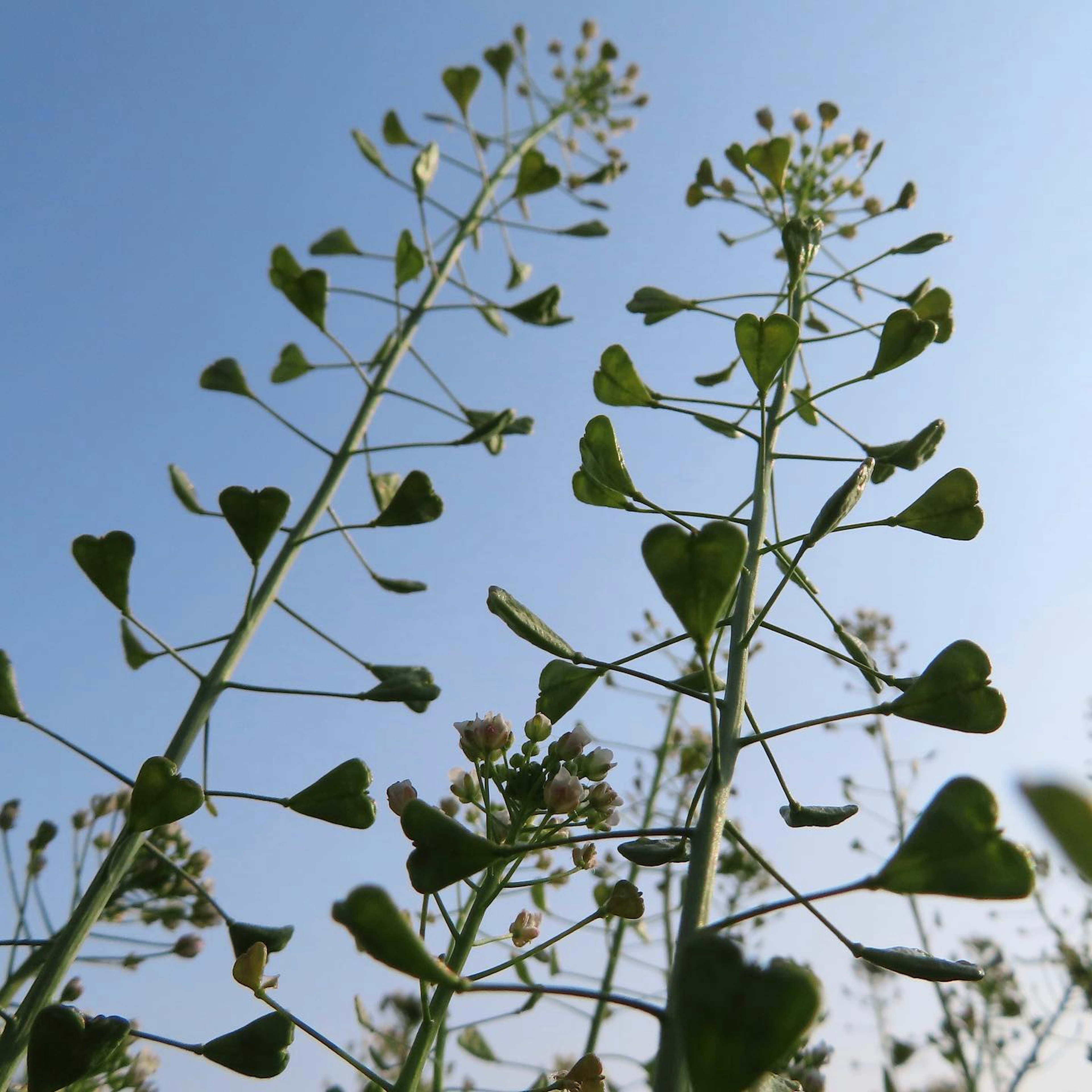 Tallos de plantas con hojas en forma de corazón bajo un cielo azul