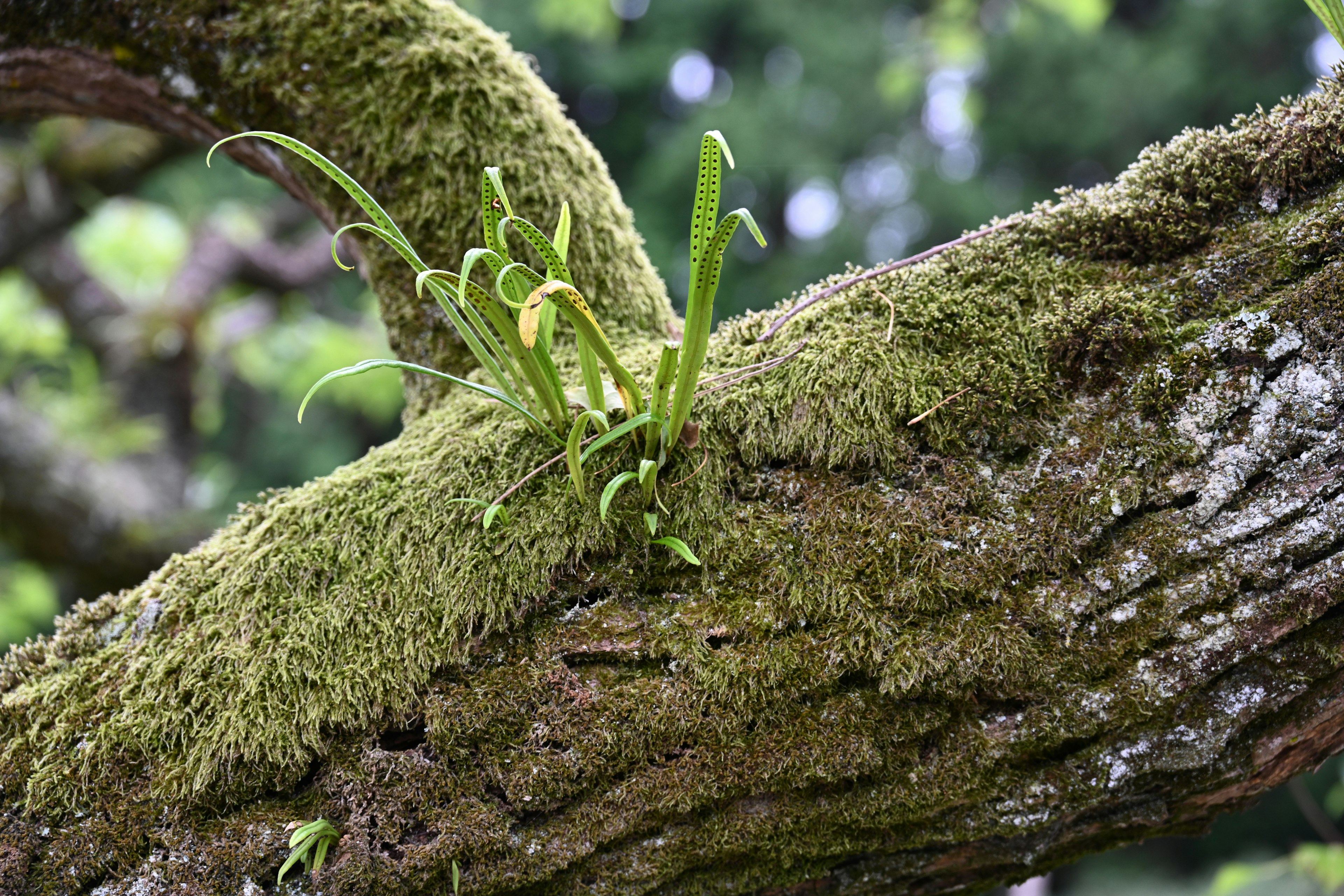 Grupo de pequeñas plantas que crecen en una rama de árbol cubierta de musgo