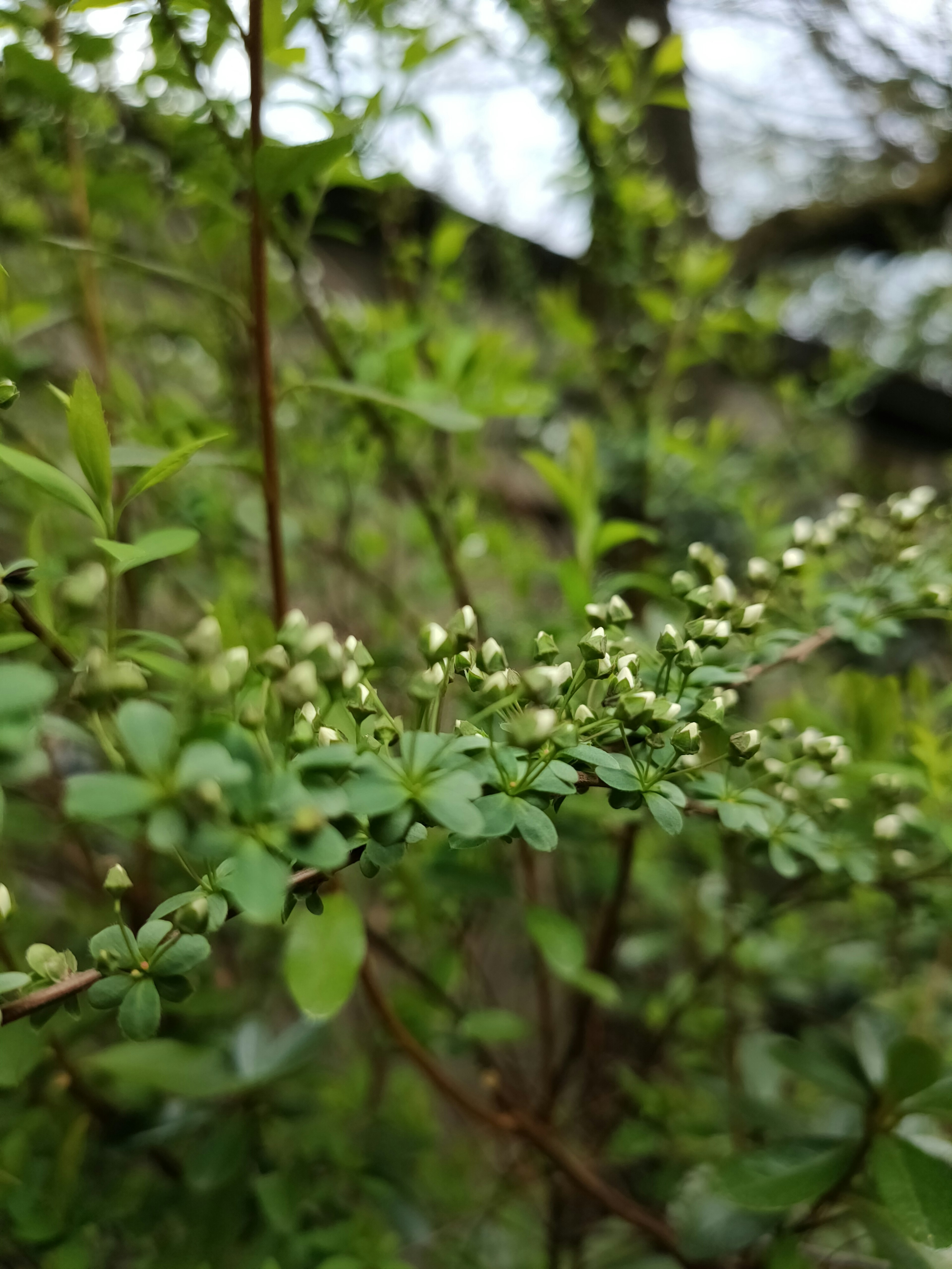 緑の葉と小さな白い花が咲いている植物のクローズアップ