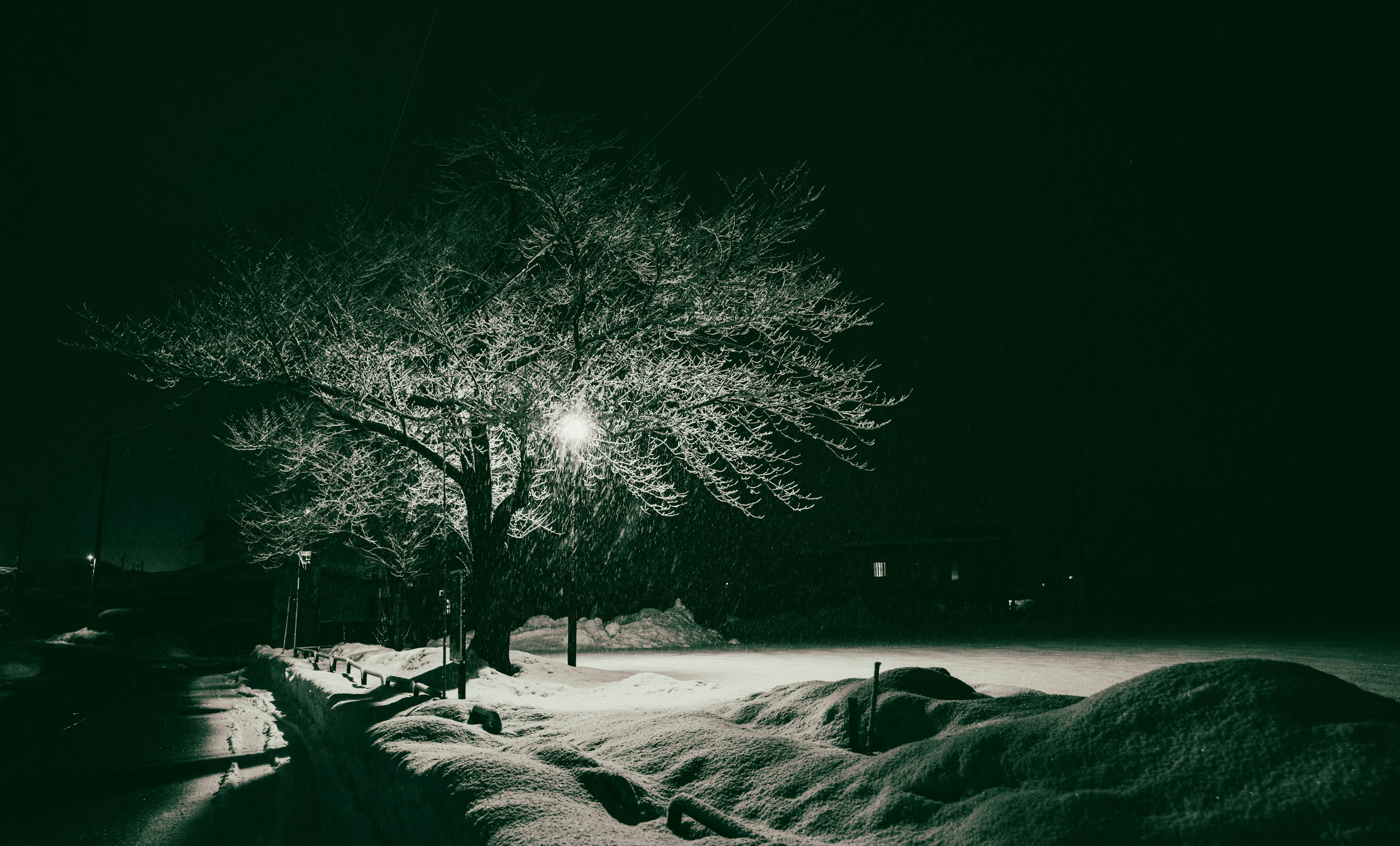 夜の雪景色に照らされた木のシルエット